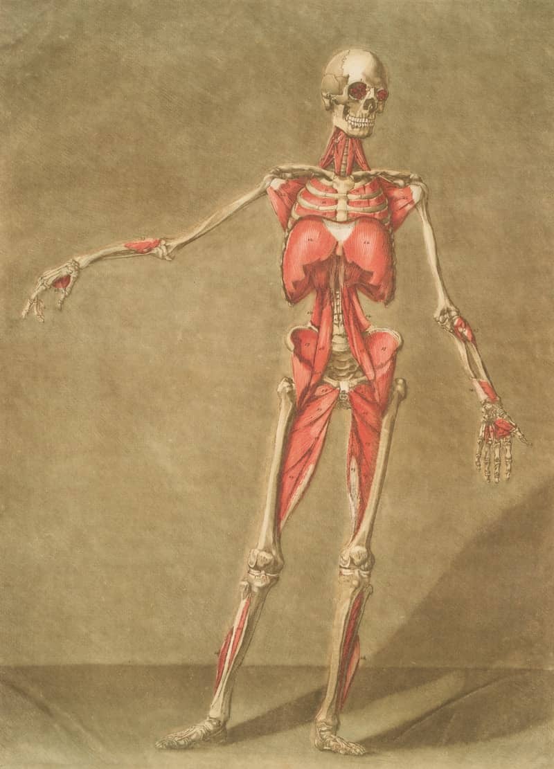 The Miriam and Ira D. Wallach Division of Art, Prints and Photographs: Print Collection, The New York Public Library. "Cette planche représente le dernier ordre de muscles" The New York Public Library Digital Collections. 1773. https://digitalcollections.