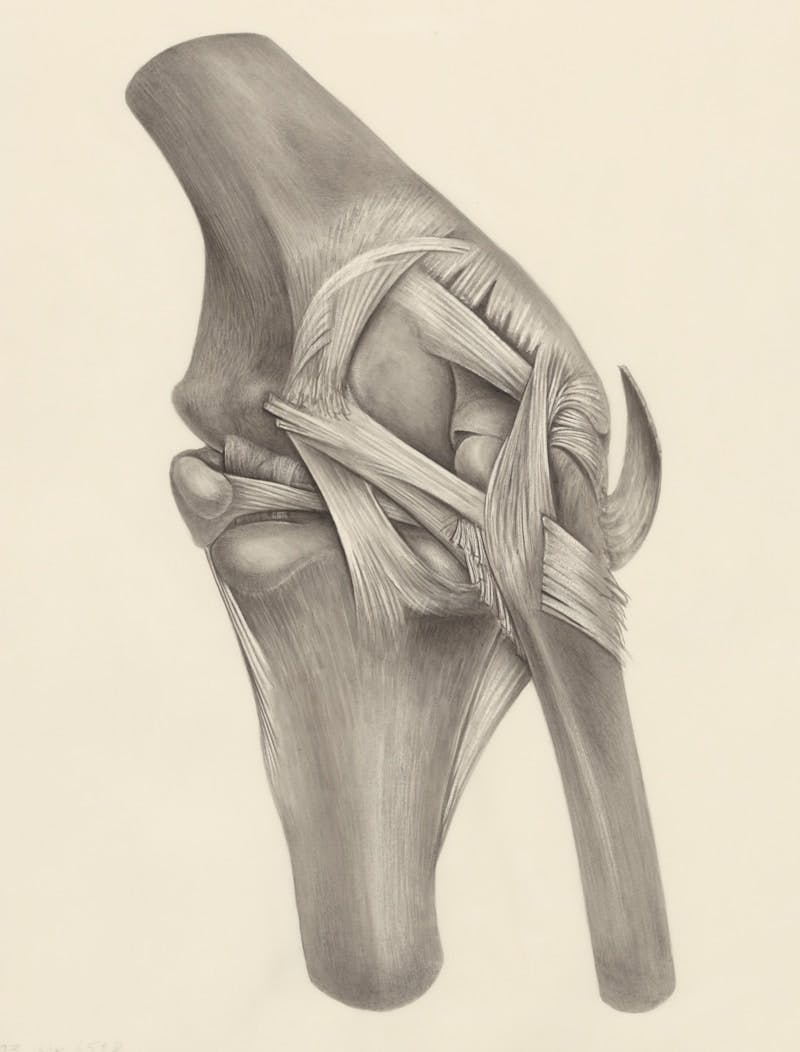 tendons around the knee