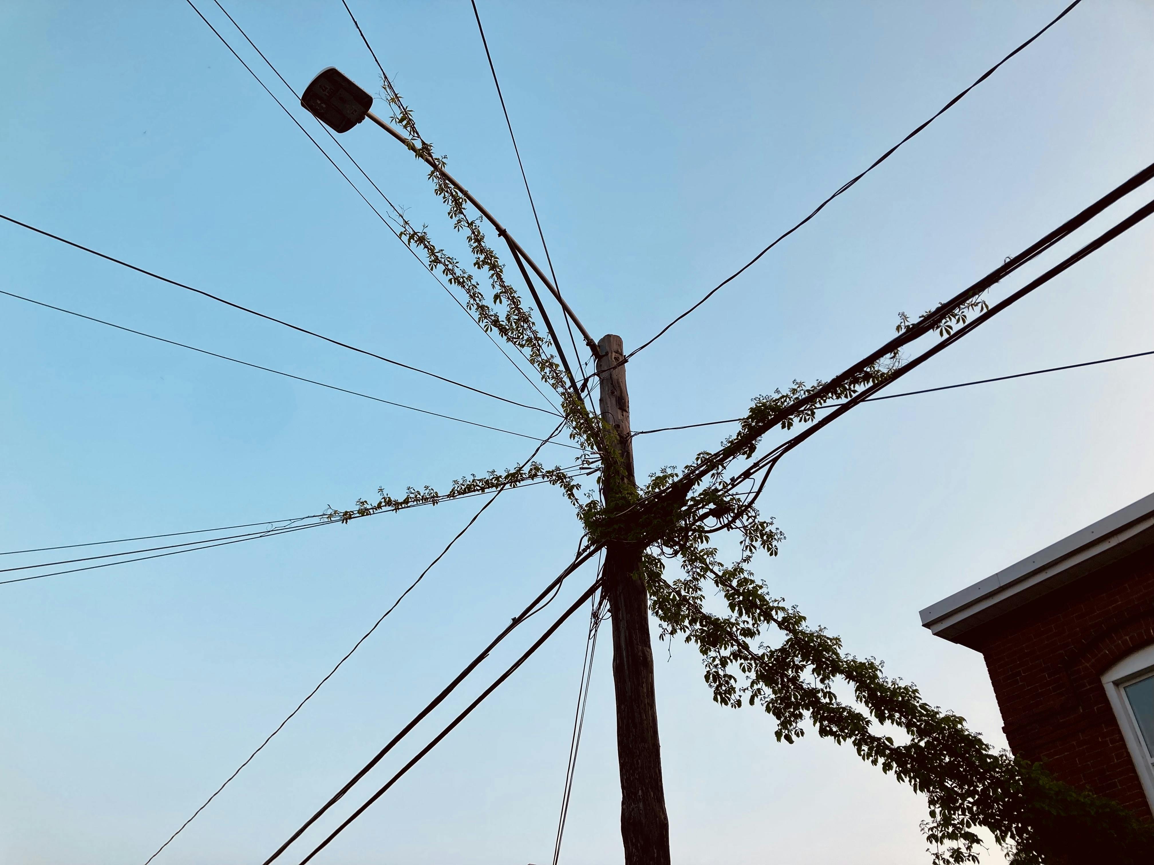 A photo of a streetlight pole with wires going off in all directions and a creeping vine growing along many of the wires