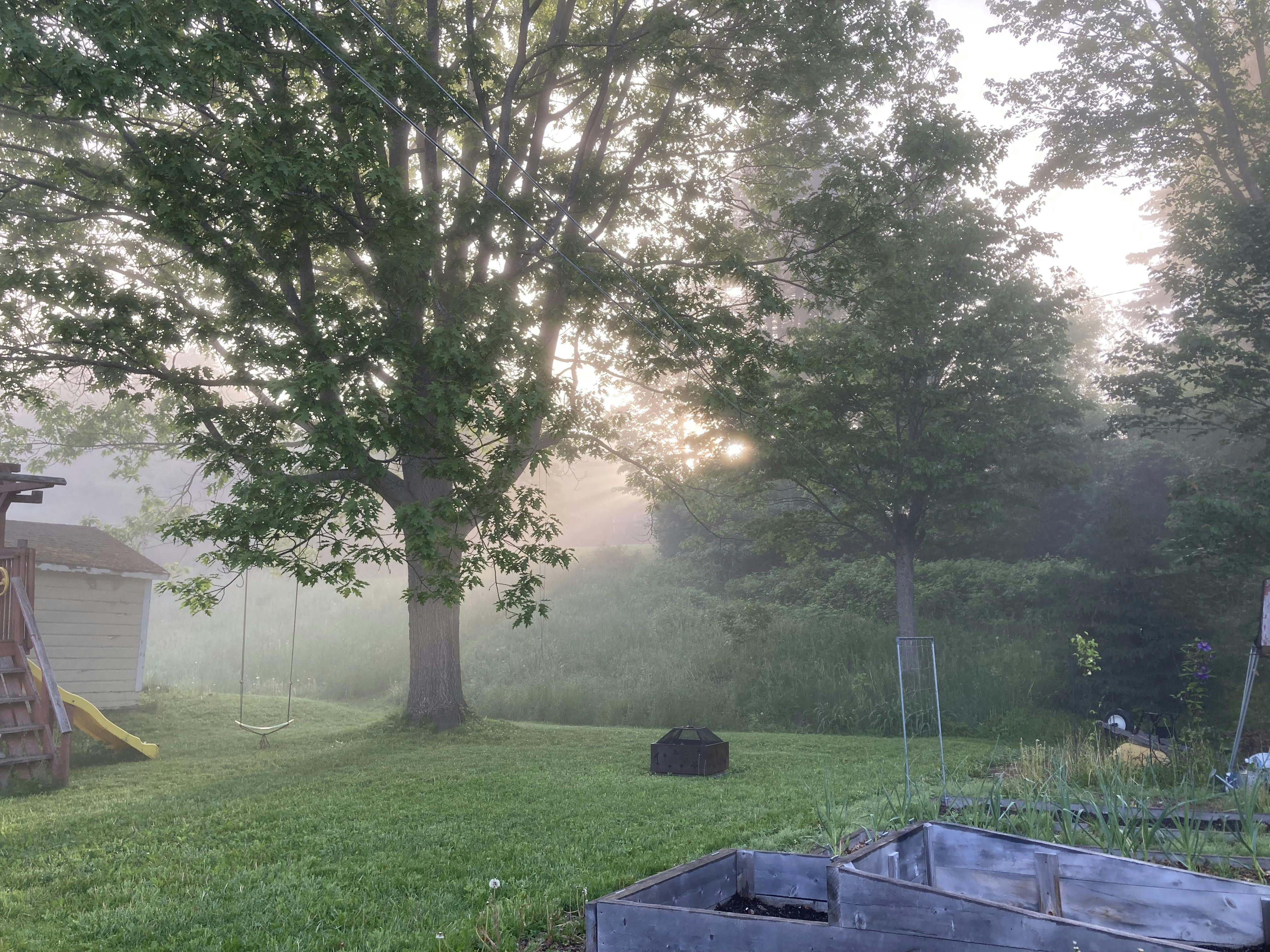 A photo of a garden with a large oak tree in the center taken in the early morning with the air filled with mist and the sun rising behind it