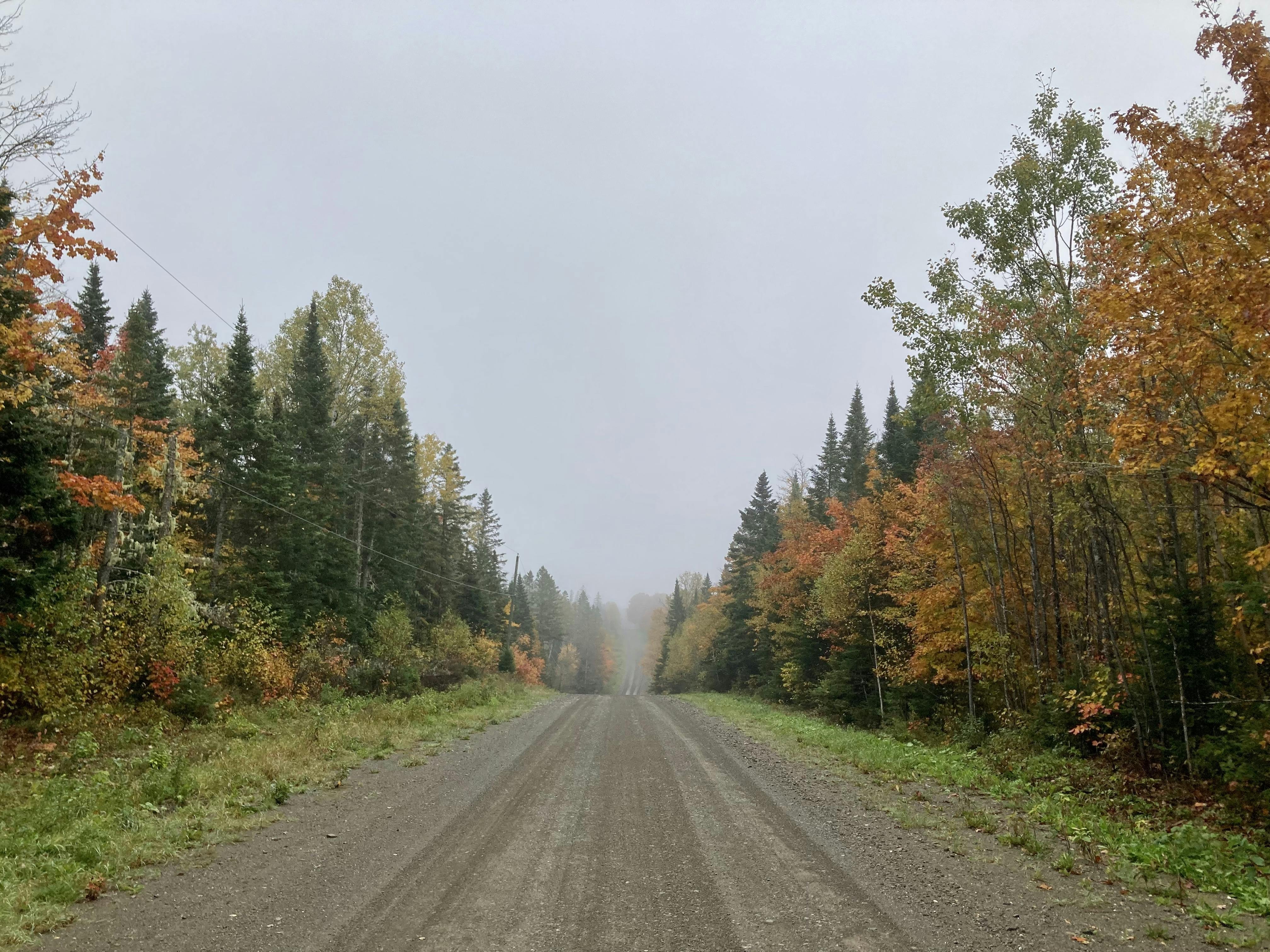 A photo of a country road disappearing into the mist with fall colours in the leaves.