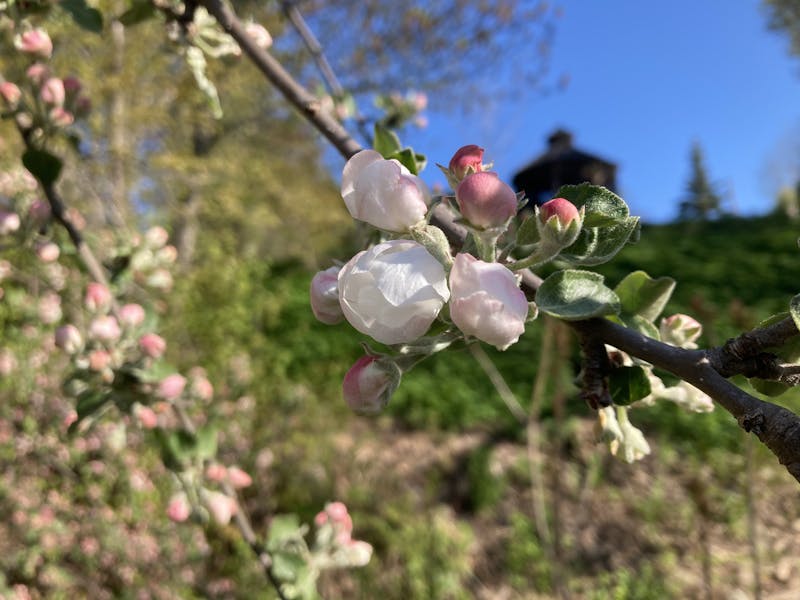 A close up picture of a crab apple blossom