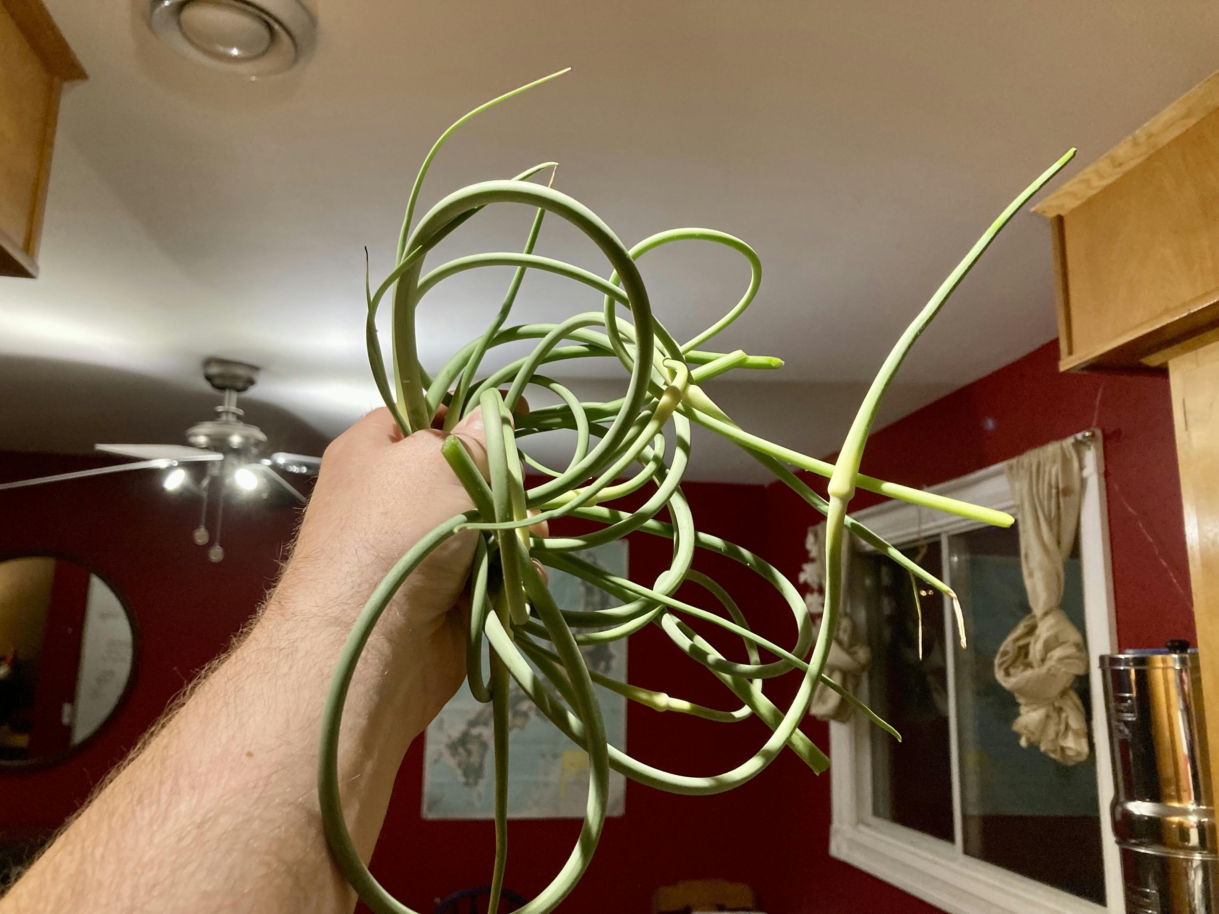 A photo of me holding up a handful of garlic scapes