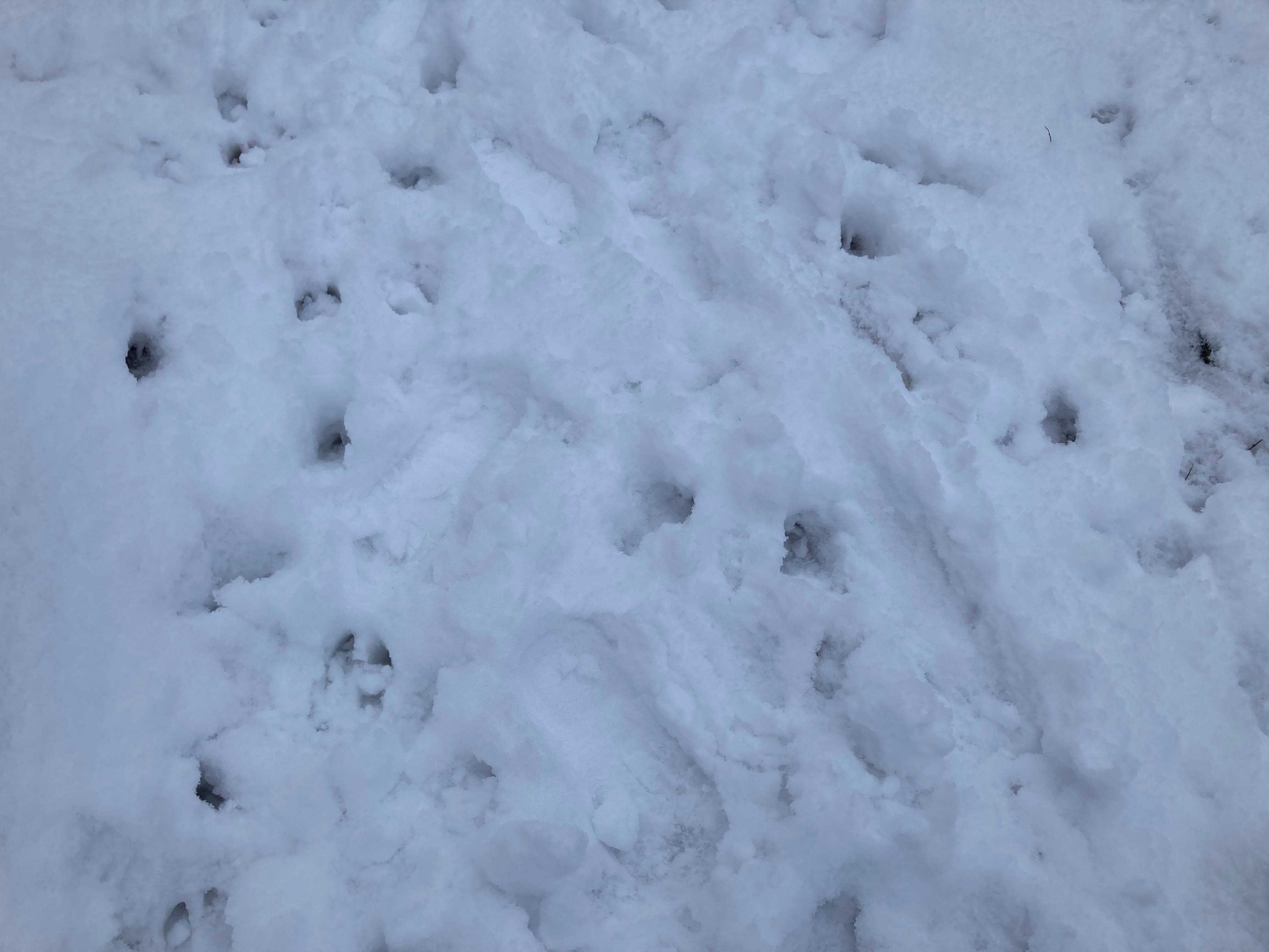 A photo of footprints in the snow, including deer, dog, and people's footprints.