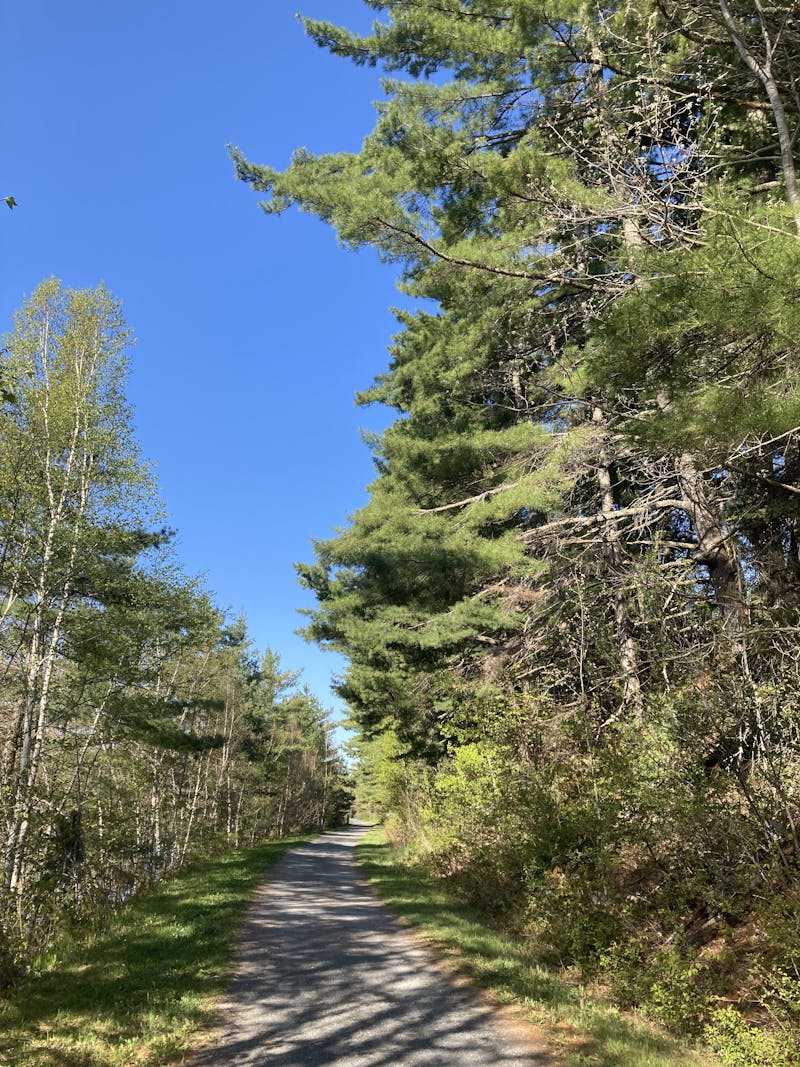 A picture looking down a gravel trail