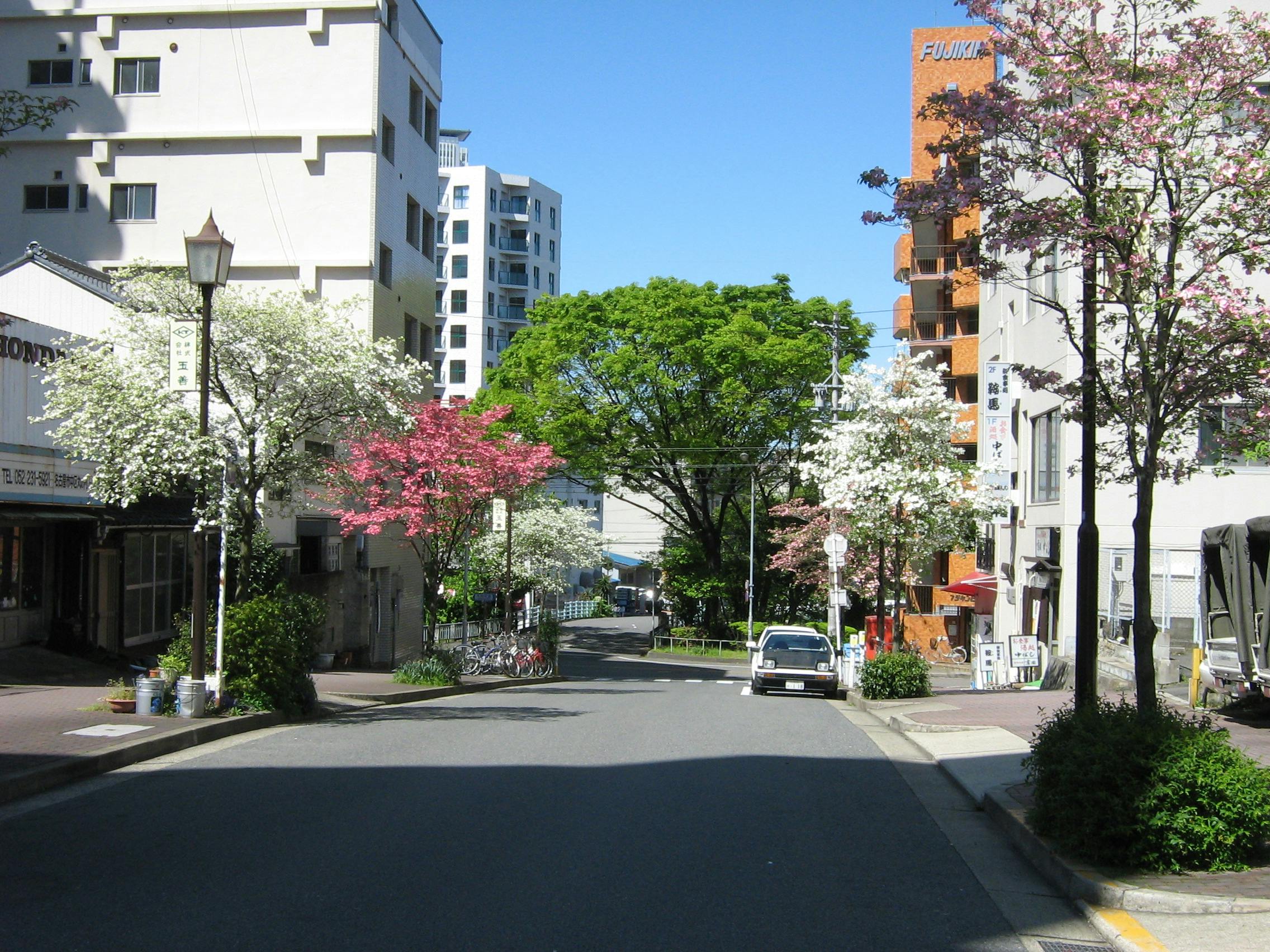 A photo of a back street in Japan, with the trees in full blossom and a car parked by the side of the road.