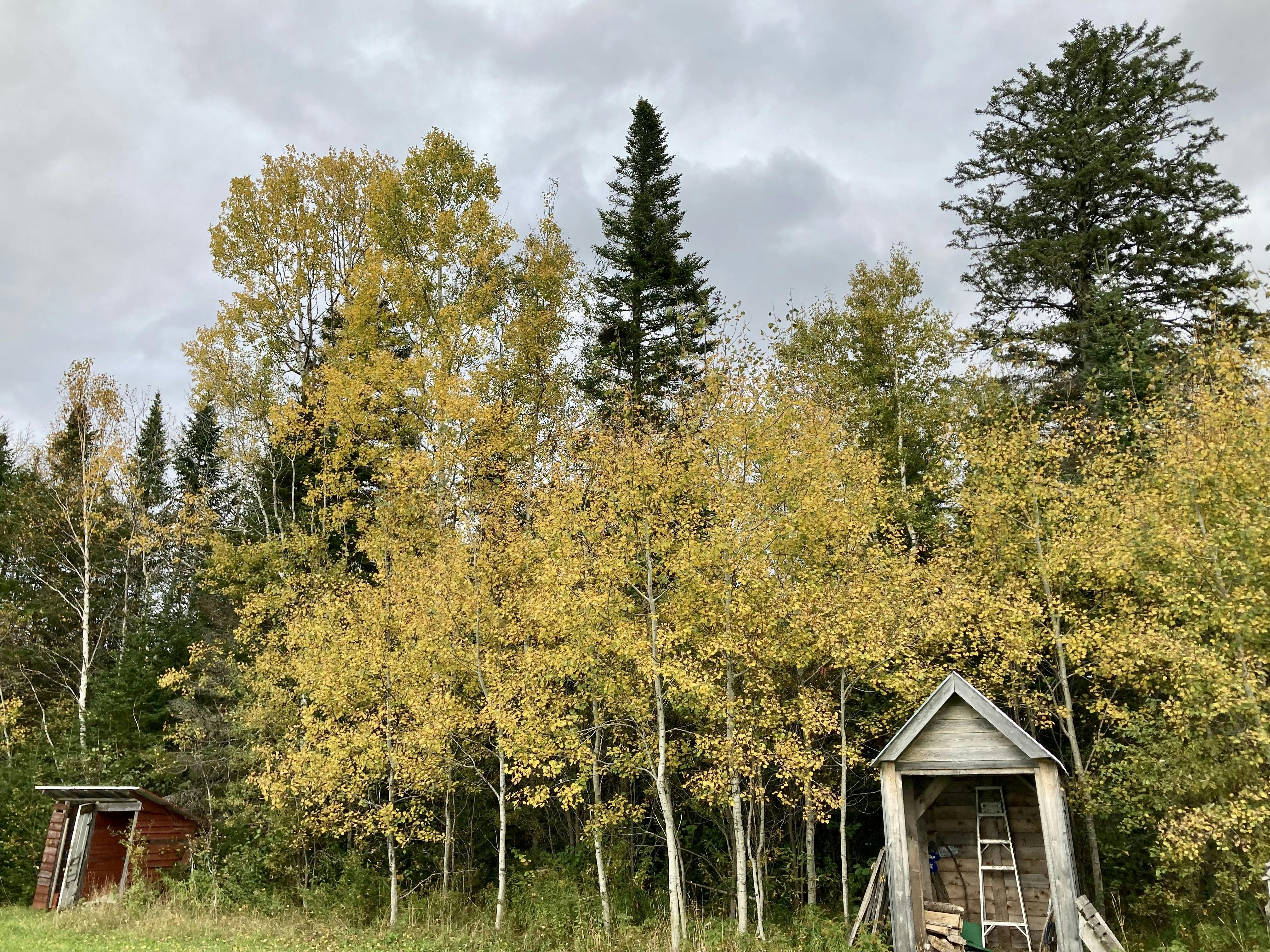 A photo of a stand of birch trees with yellow leaves flanked by two rustic looking out buildings.