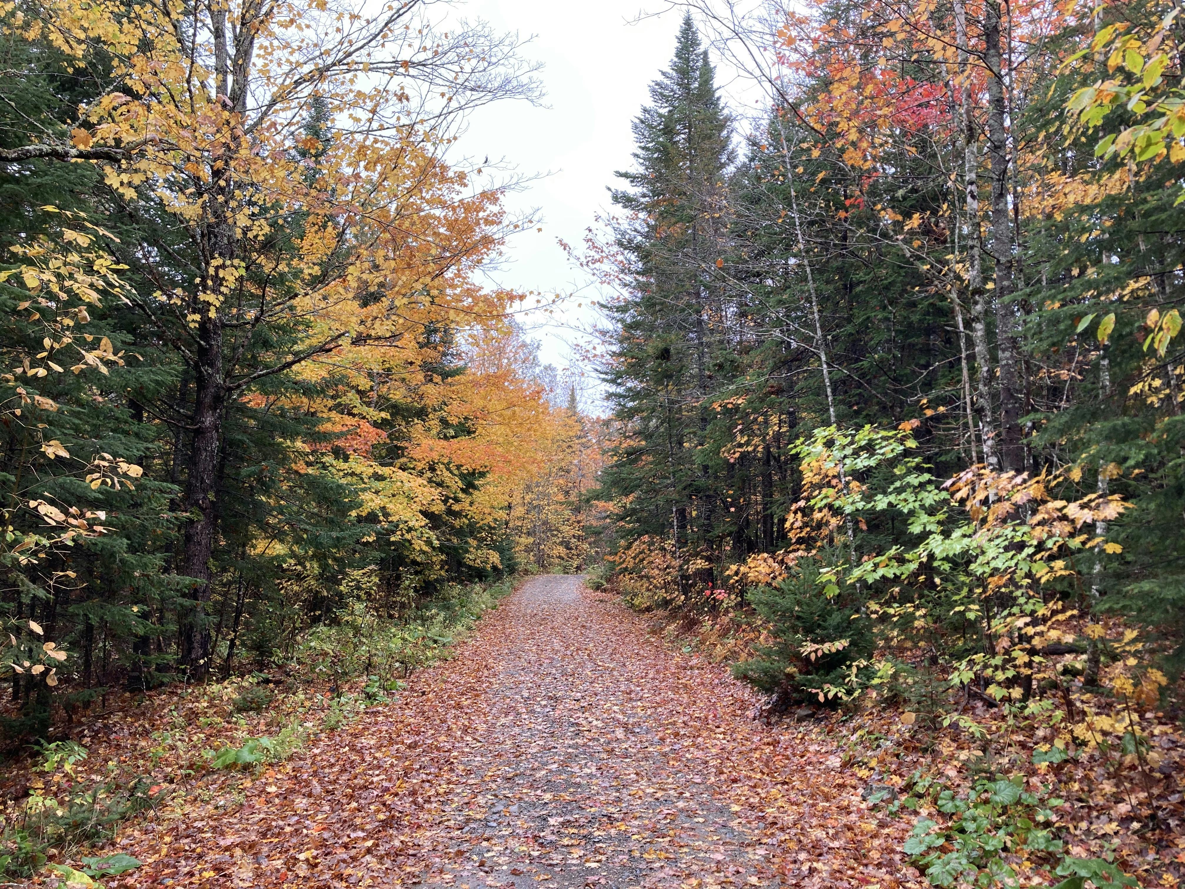 A photo of a dirt road in the woods covered in orange, yellow, and red leaves.