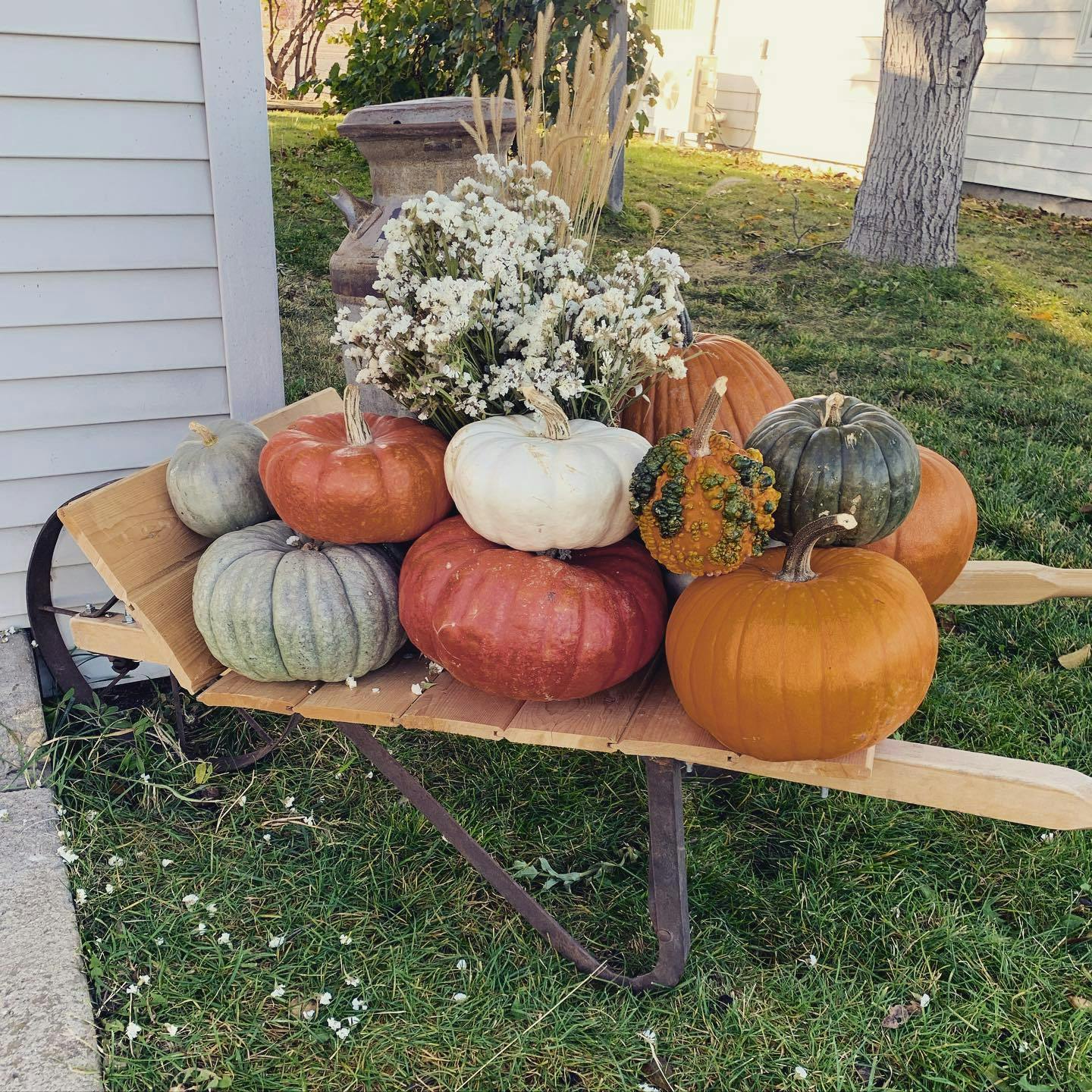 I have a confession. I have a pumpkin obsession.  I plan on growing myself all the pumpkins I want in the future!! I’ve been known to be stingy with my pumpkins😂
 This wheelbarrow cart was restored by @mccollough.don 
  It was used on the McCollough Dairy here in Nampa back in the day, as was the milk can.  Dad has shared how growing up they used to put the full milk cans out by the road to be picked up. Being connected to farm history is important.  What stories these farm tools could tell!

#mccolloughfarms #farmidaho #farm #farmhistory #pumpkinpatch #pumpkin #fall #lowefamilyfarmstead