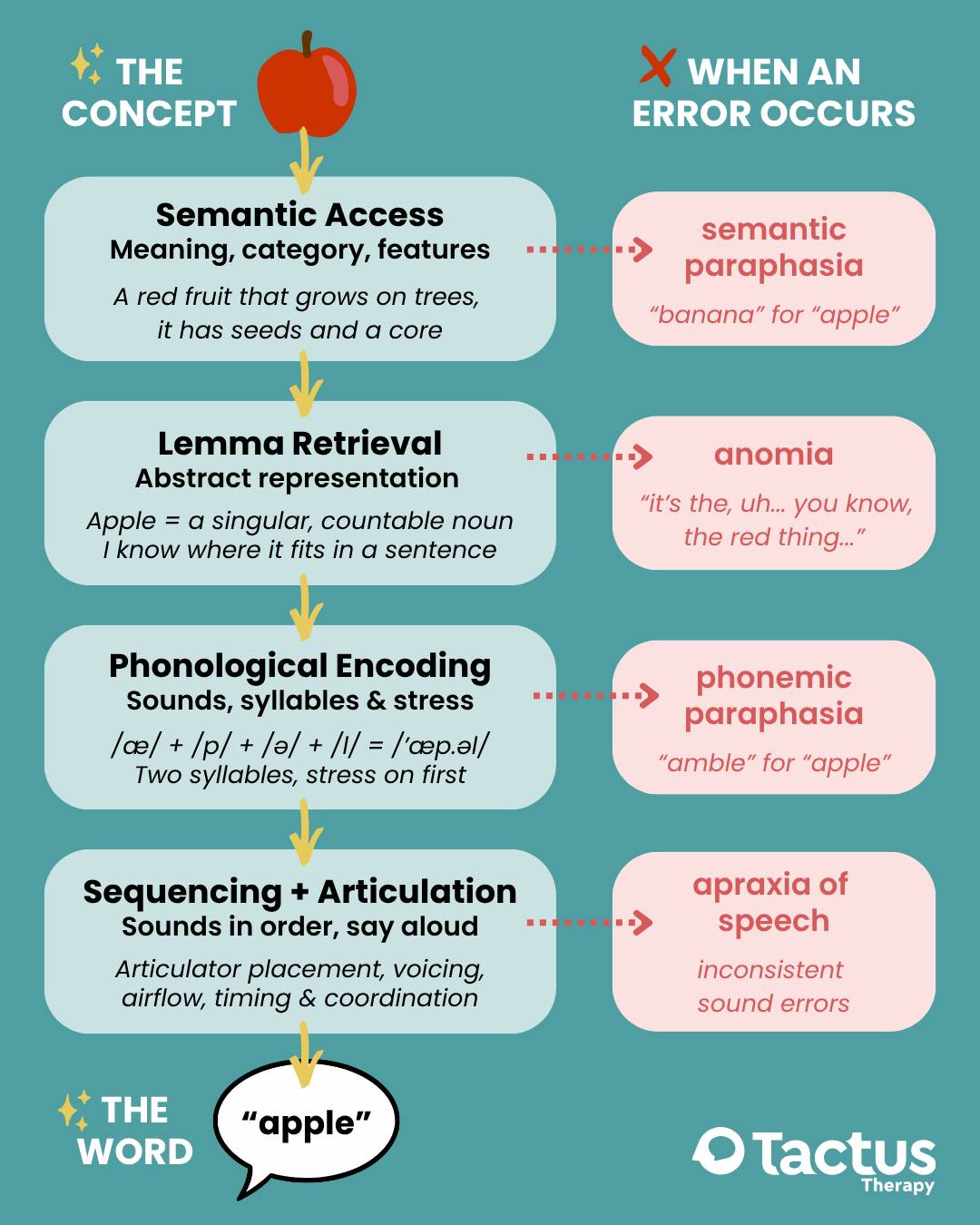 Flowchart showing four stages of word retrieval and the error type that occurs when each stage breaks down in aphasia