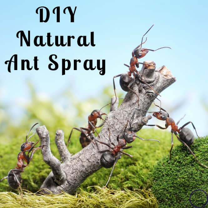 Natural Ant Spray