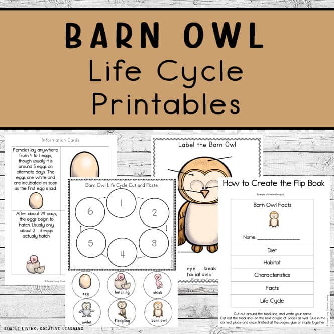 Barn Owl Life Cycle Printables Simple Living Creative Learning