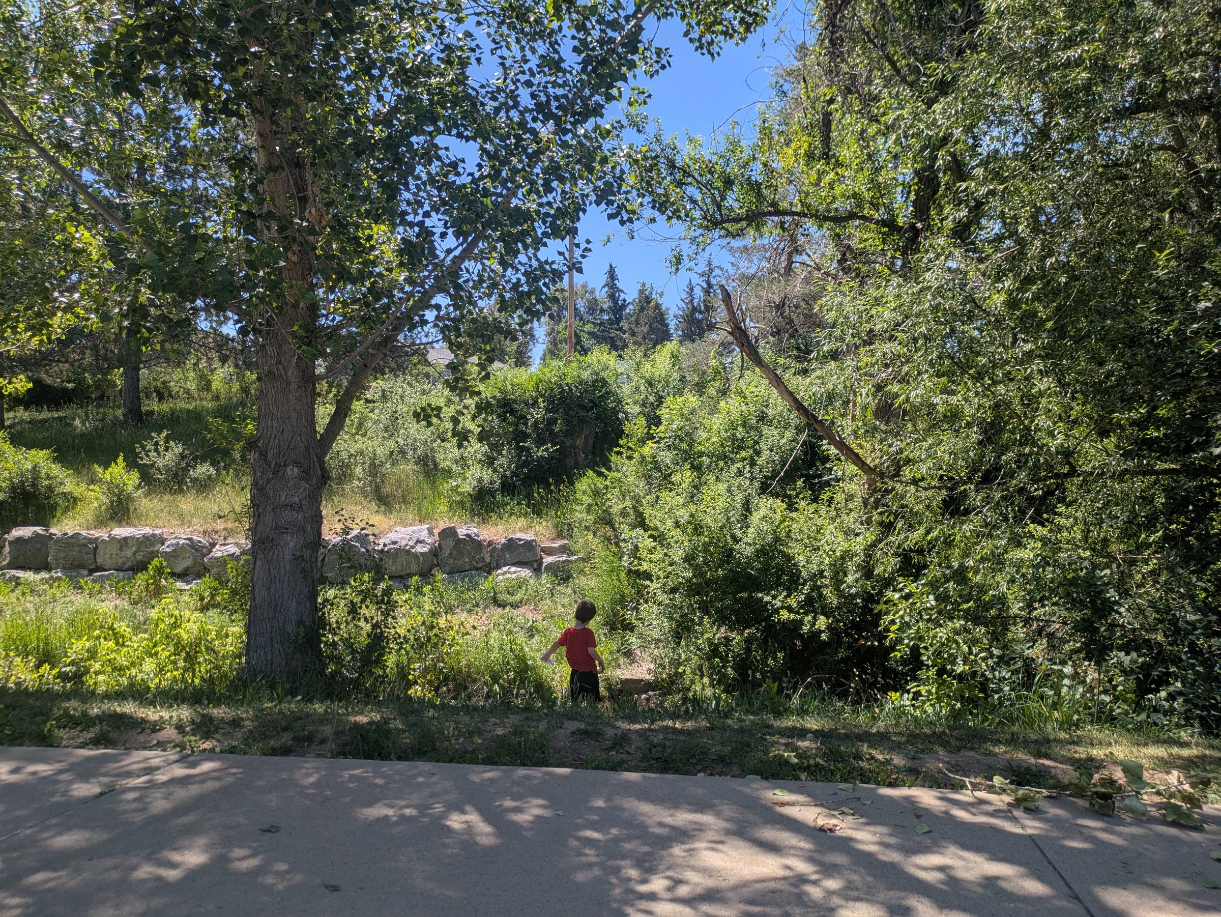 Boy facing away from camera standing in a park surrounded by trees and greenery with a sidewalk in the foreground