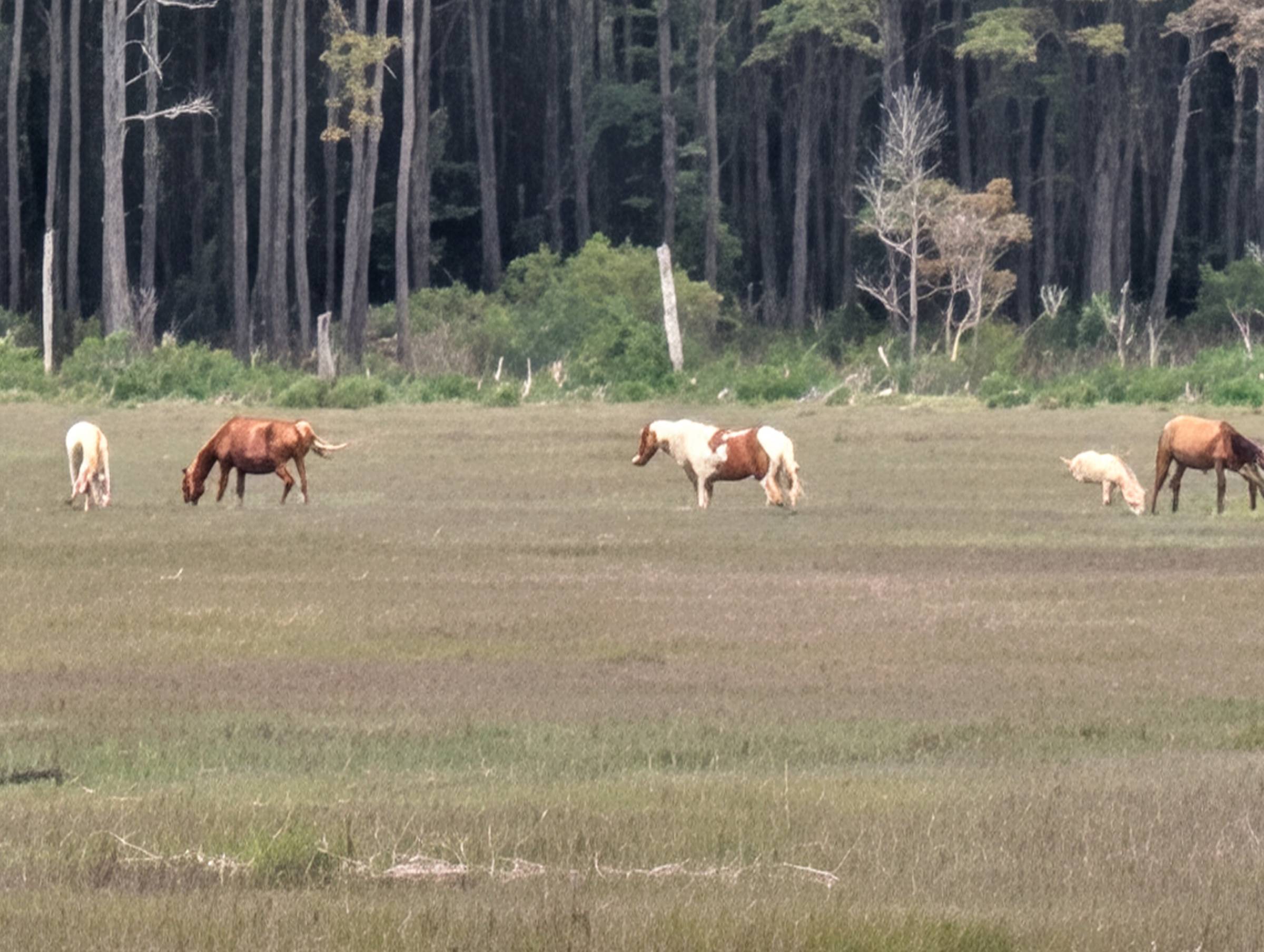 Five wild horses graze on Assateague with marsh grass in the foreground and trees in the background