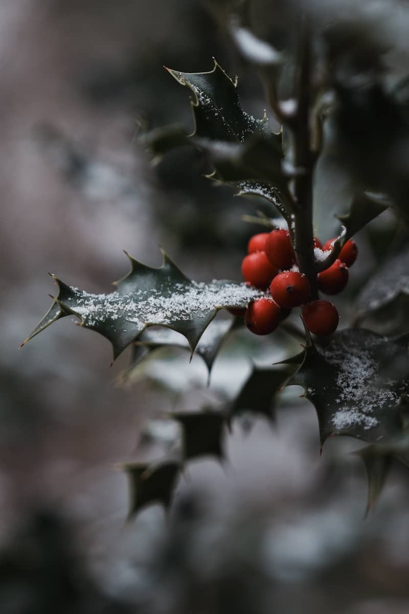 Red berries on a snowy holly branch