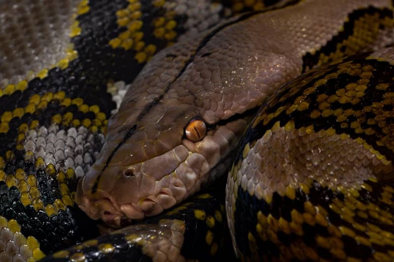 Close-up of a coiled python with intricate scale patterns.
