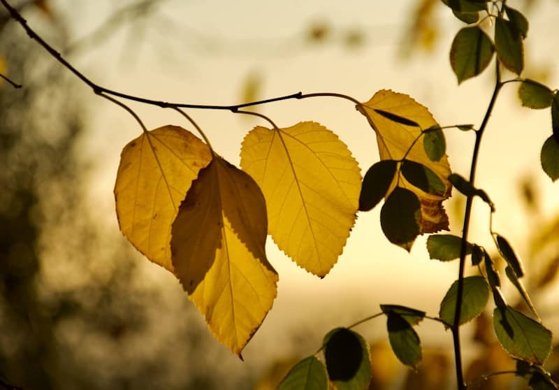 Golden autumn leaves on a branch at sunset.