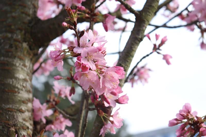Delicate pink cherry blossoms on a tree branch.