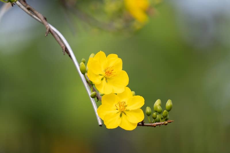 A branch with yellow flowers on it and a blurry background