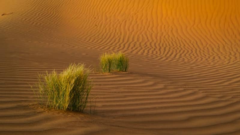 Two clumps of grass grow on rippled sand dunes.