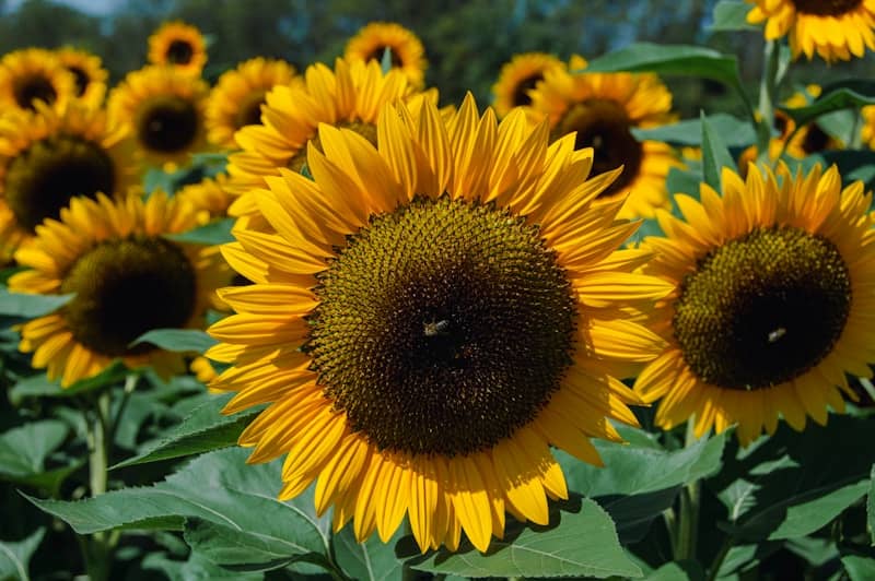 Field of bright yellow sunflowers on a sunny day.