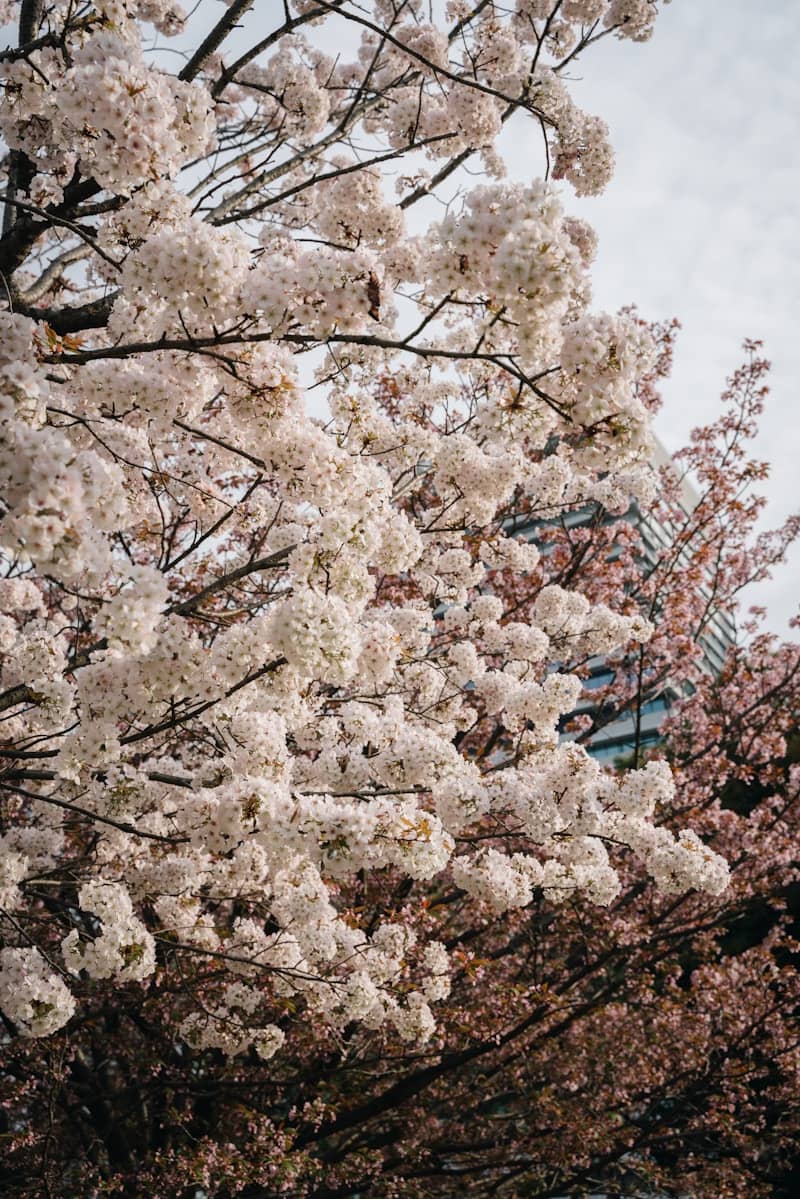 A tree with lots of white flowers in front of a building