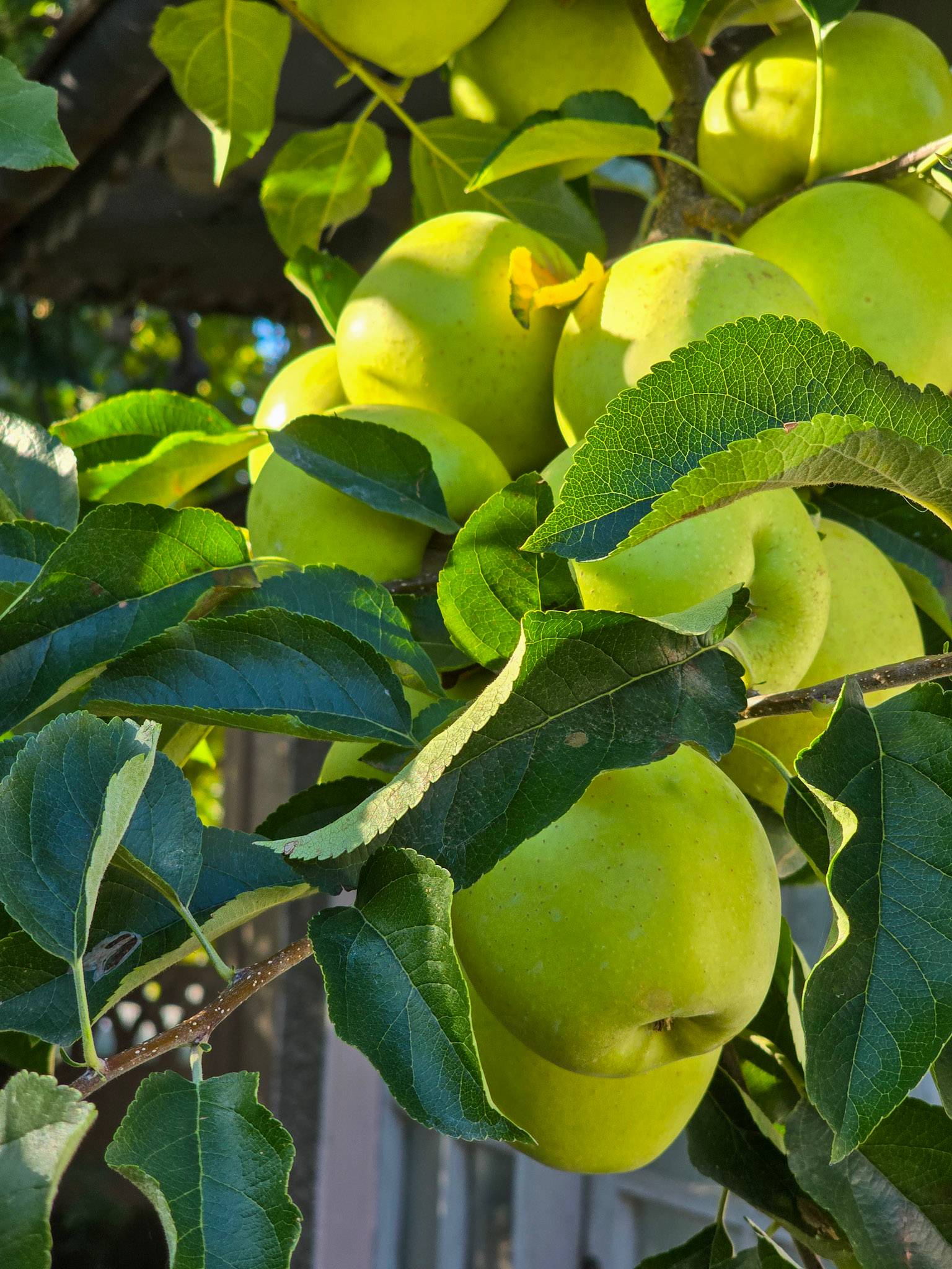 Golden Delicious apples on the tree