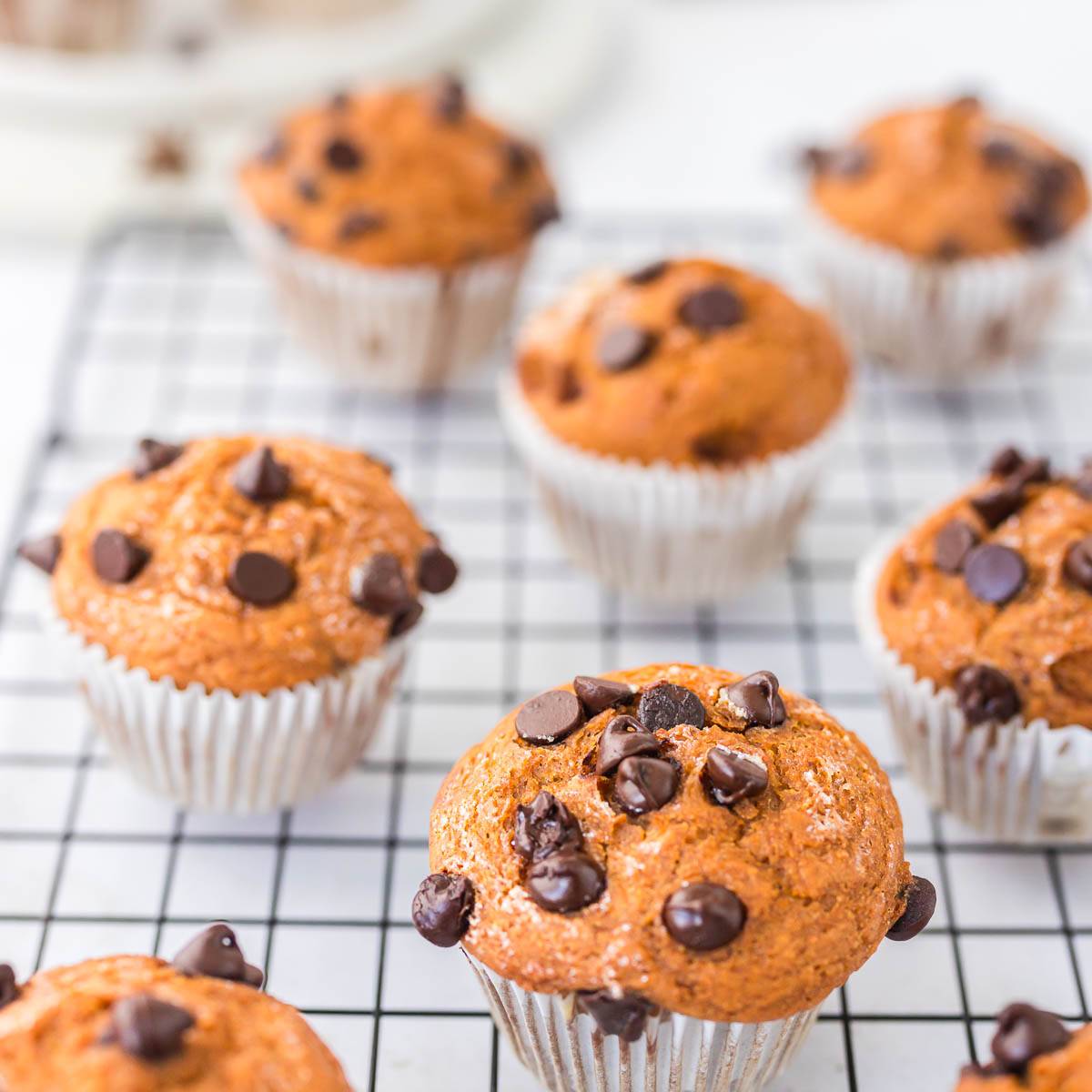 bakery-style pumpkin chocolate chip protein muffins on black cooling rack