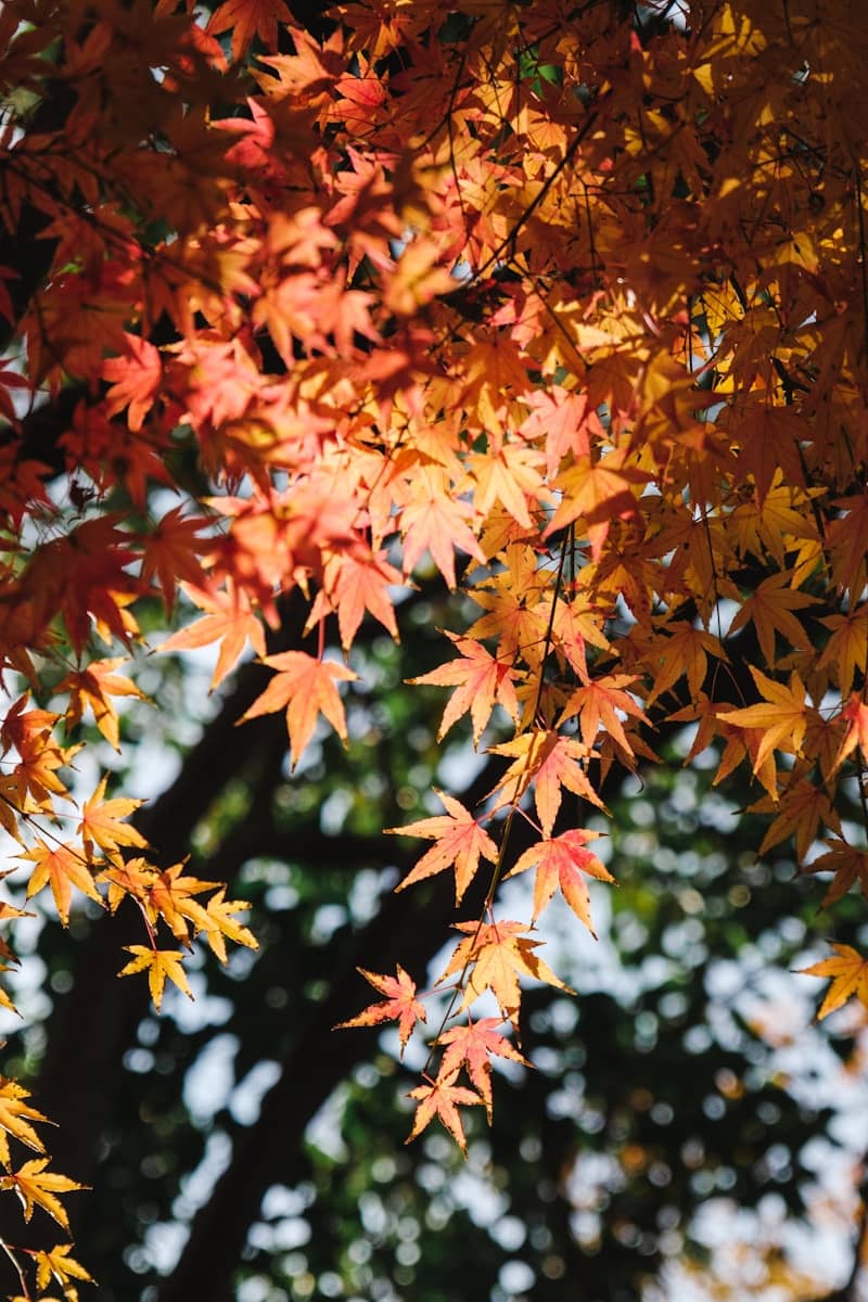 Autumn maple leaves glowing in sunlight