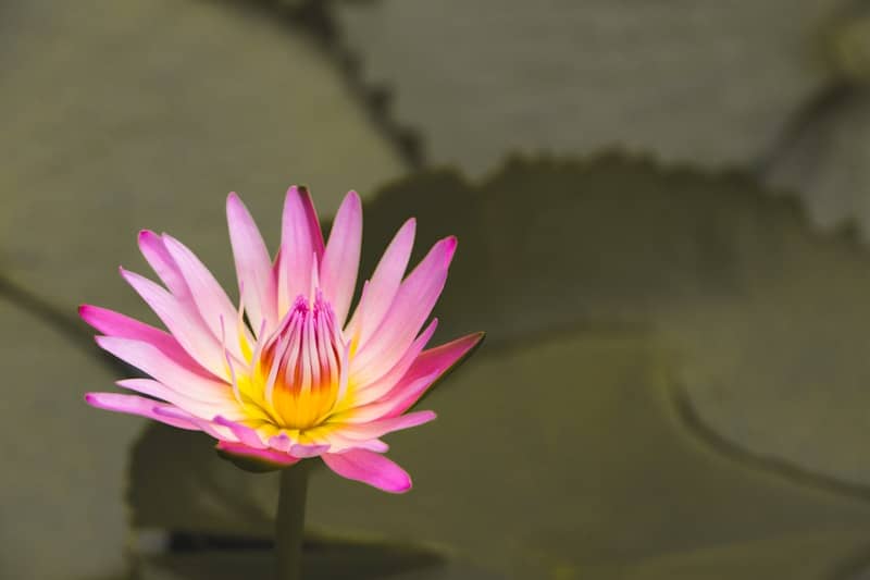 A delicate pink lotus flower with yellow center.
