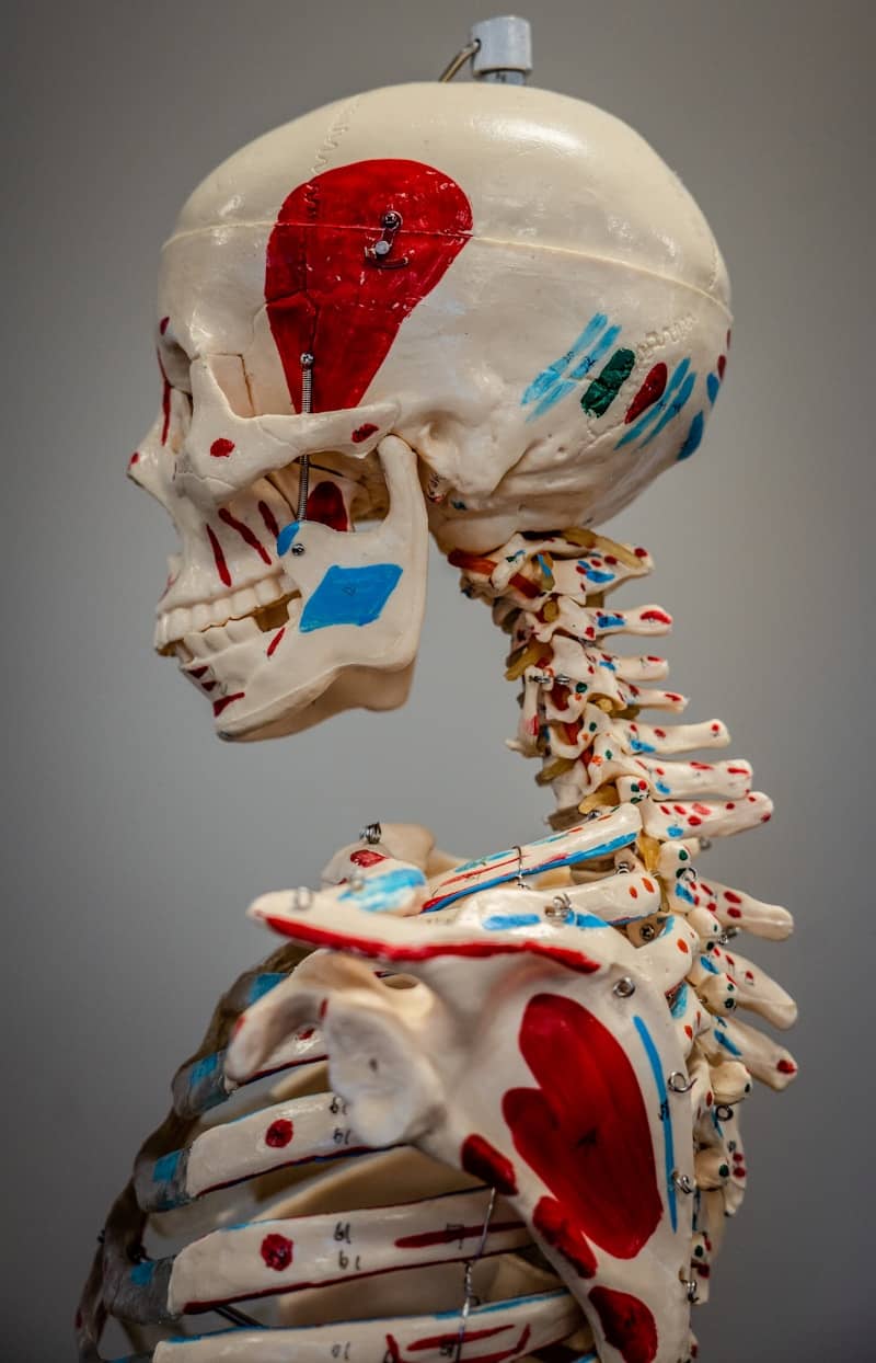 Anatomical model of a human skeleton skull and torso.