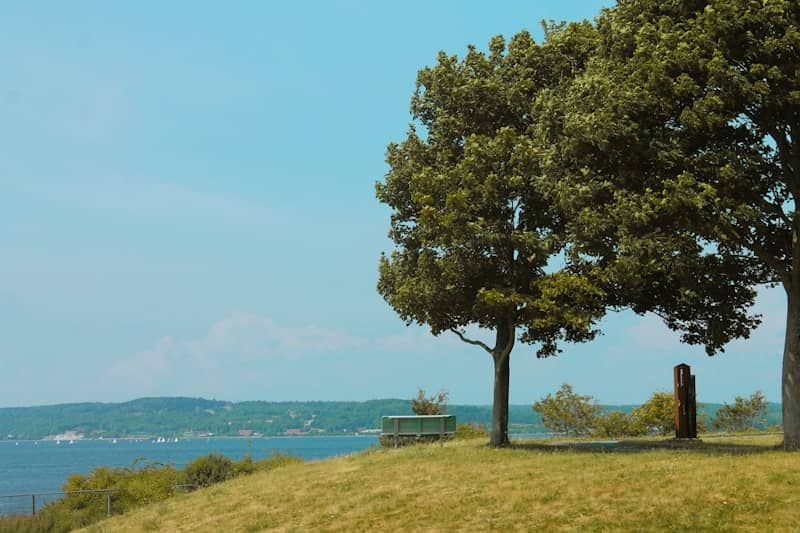 A couple of trees sitting on top of a lush green hillside