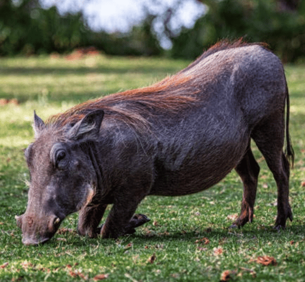 A warthog kneeling to eat