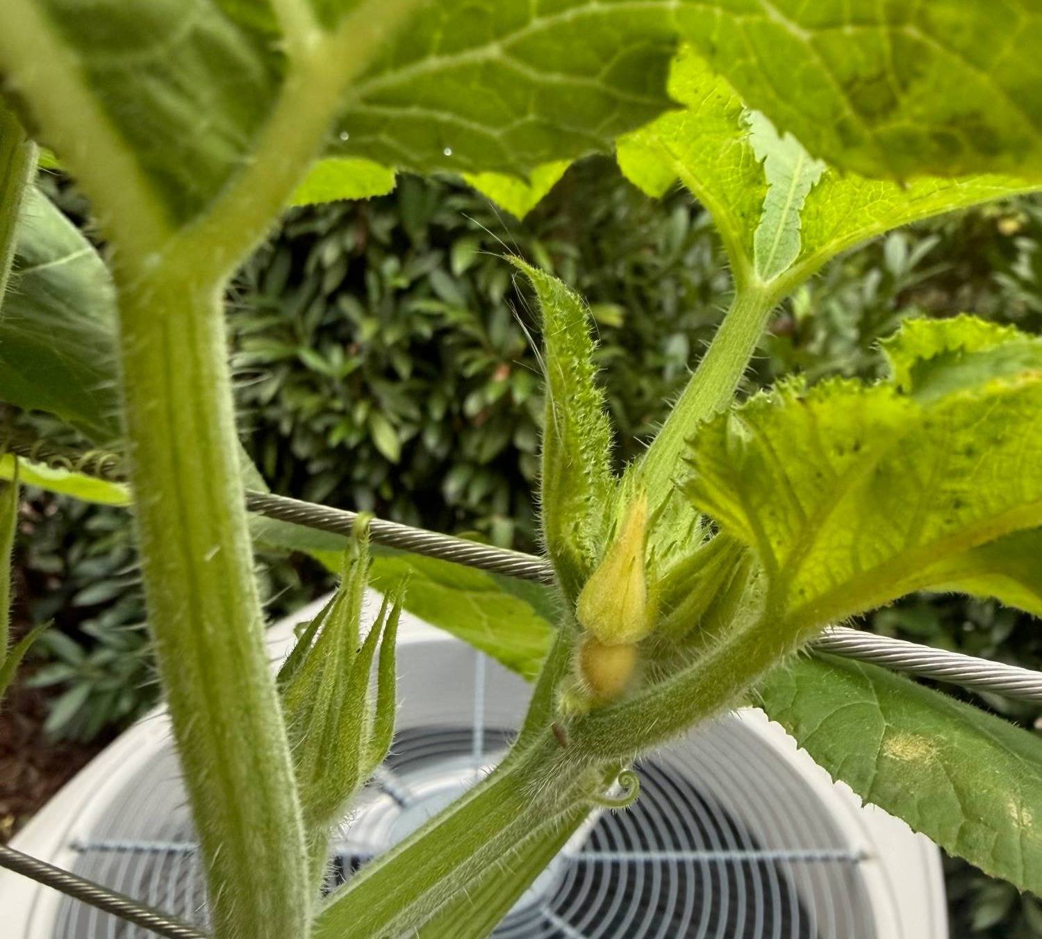 a green vine growing above an air conditioning unit with a bright yellow bud