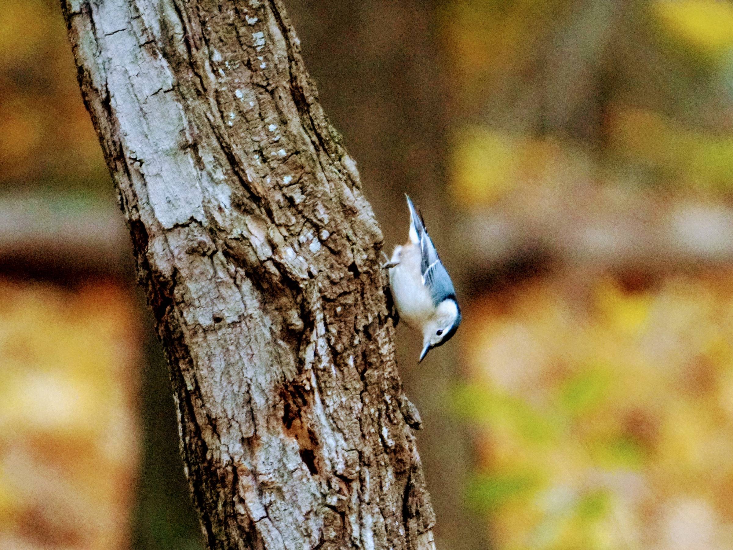 Photo of white-breasted nuthatch 
