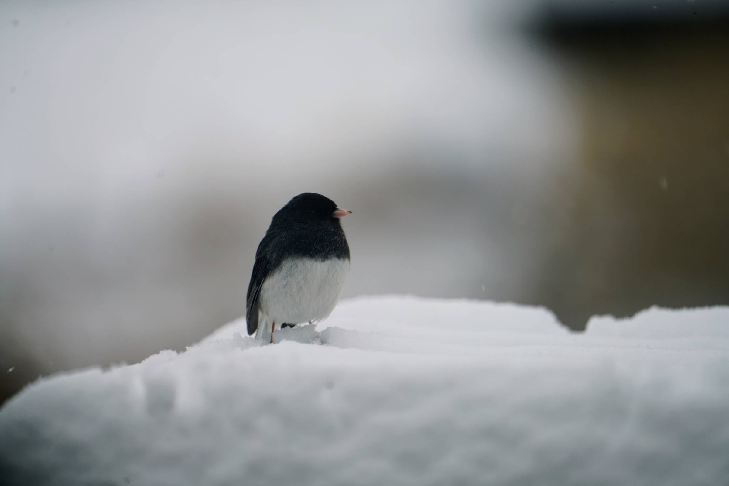Photo of dark-eyed junco