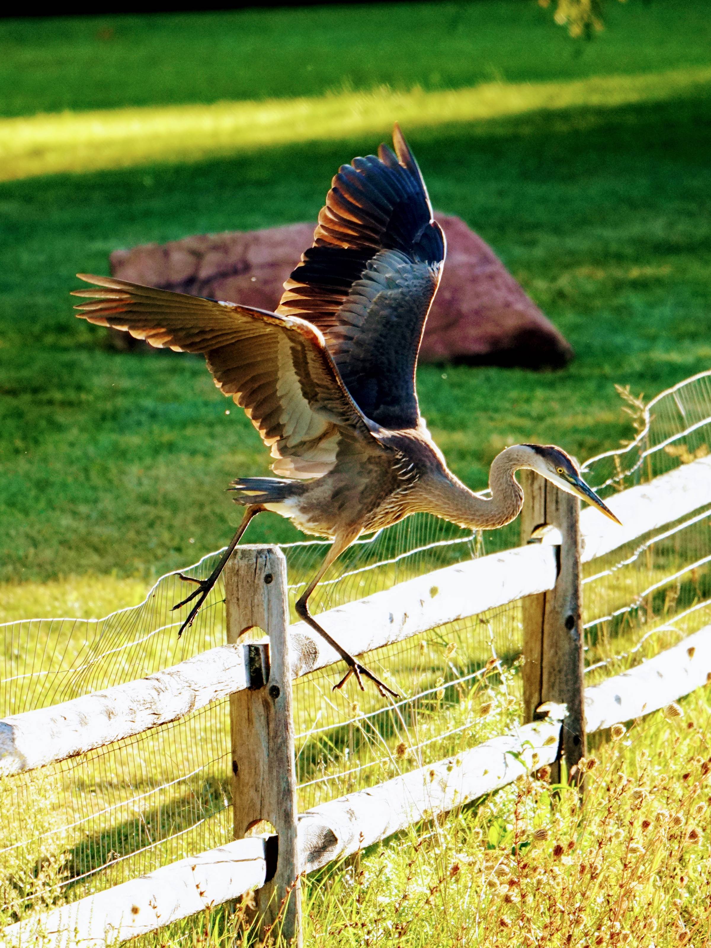 Great blue heron jumping off a fence. This week's weekly bird break.