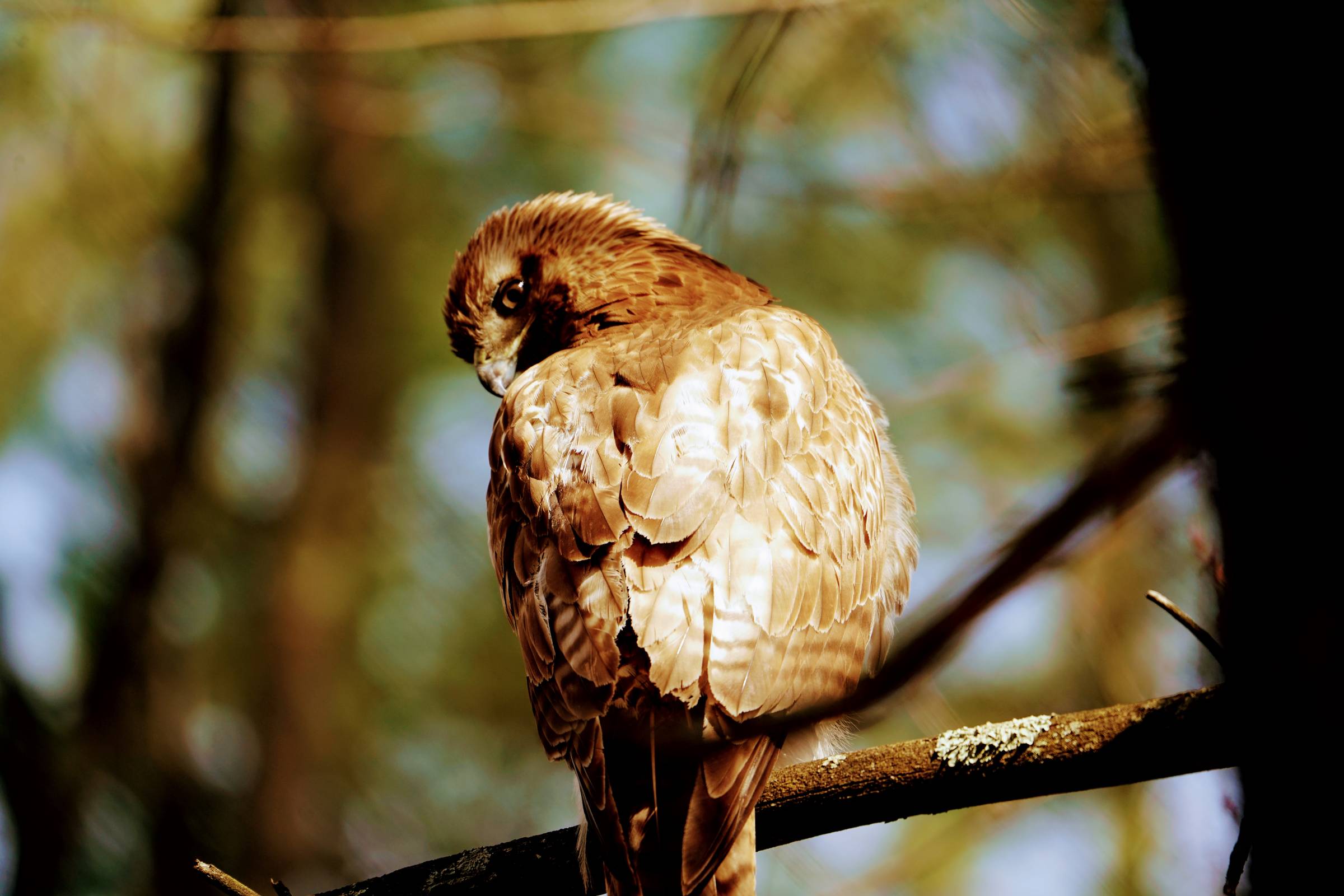 Photo of a juvenile red-tailed hawk with its back to the camera but turning its head to look. 