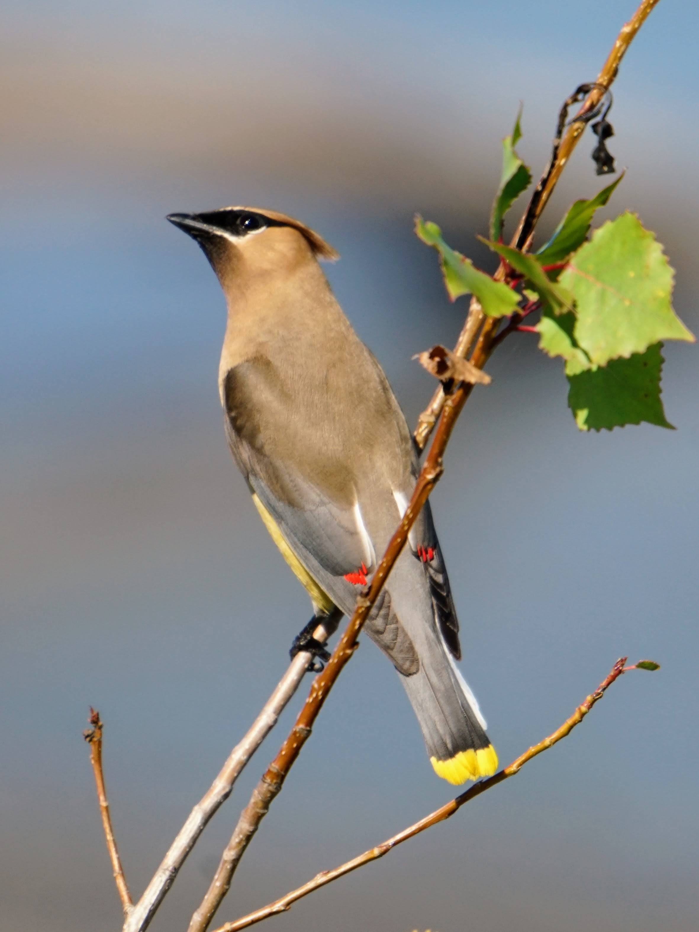 Cedar waxwing on a branch
