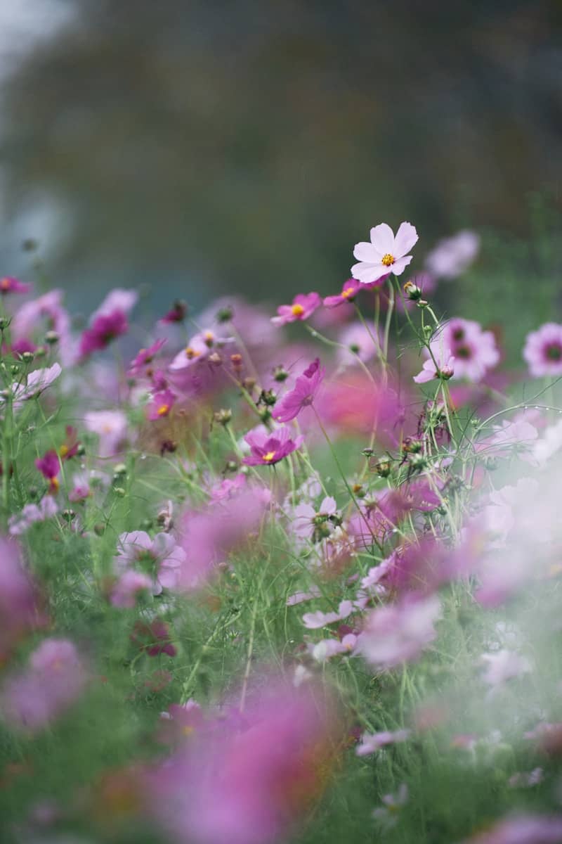 Field of pink and white cosmos flowers blooming.