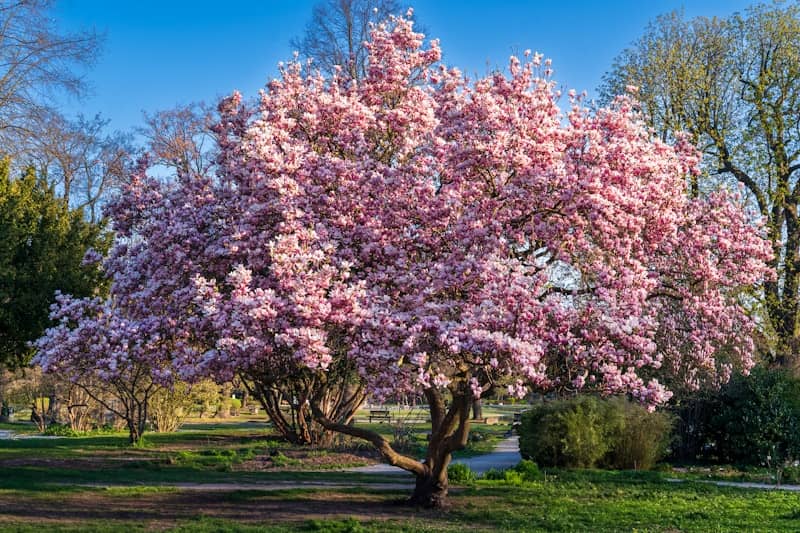 A magnolia tree is bursting with pink blossoms.