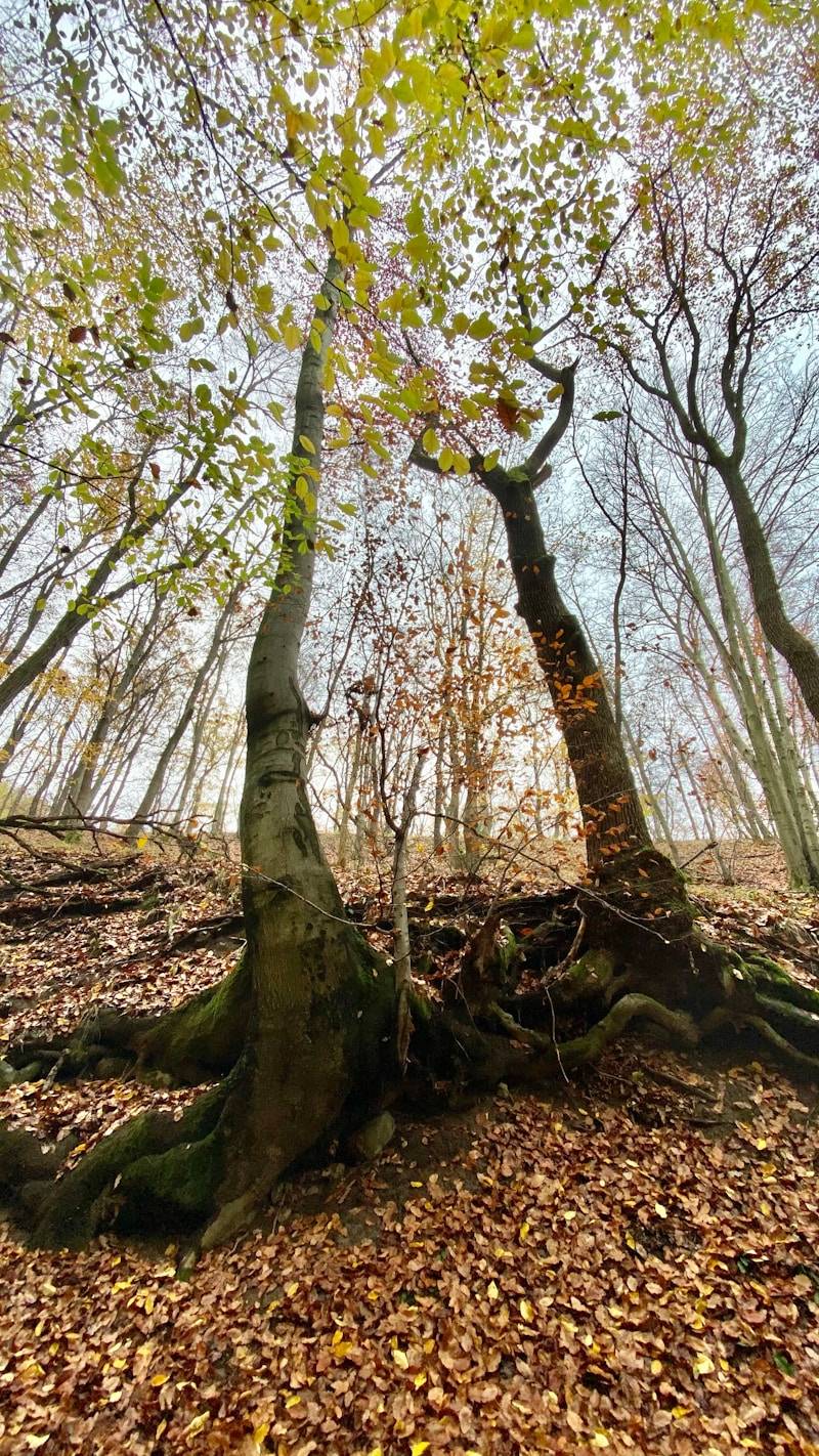 brown and green tree during daytime