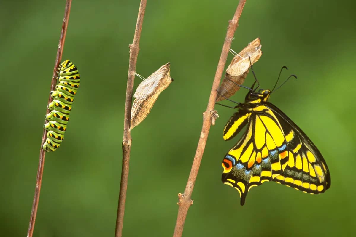 metamorphosis in weeks or seconds?