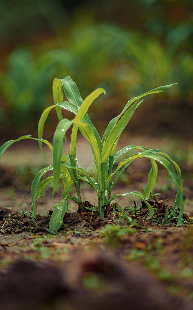 Young corn plant with water droplets on leaves.