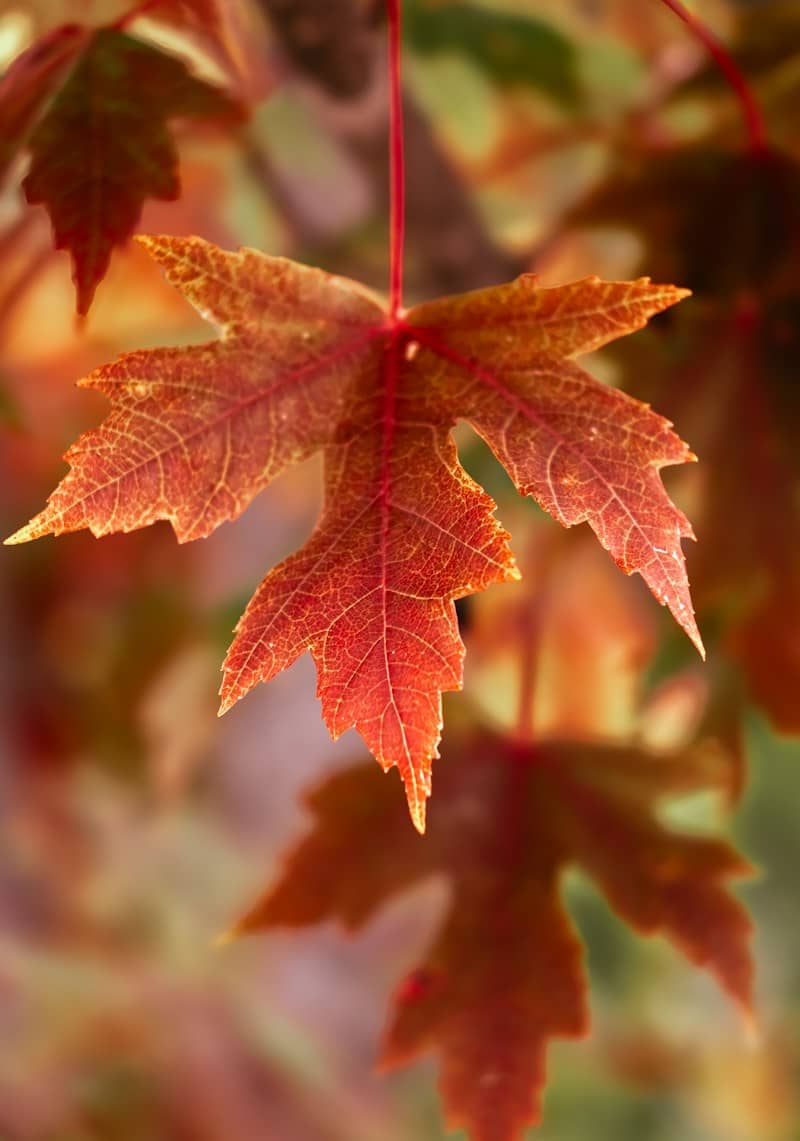 A vibrant red maple leaf hanging from a branch in autumn