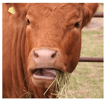 Chewing the cud