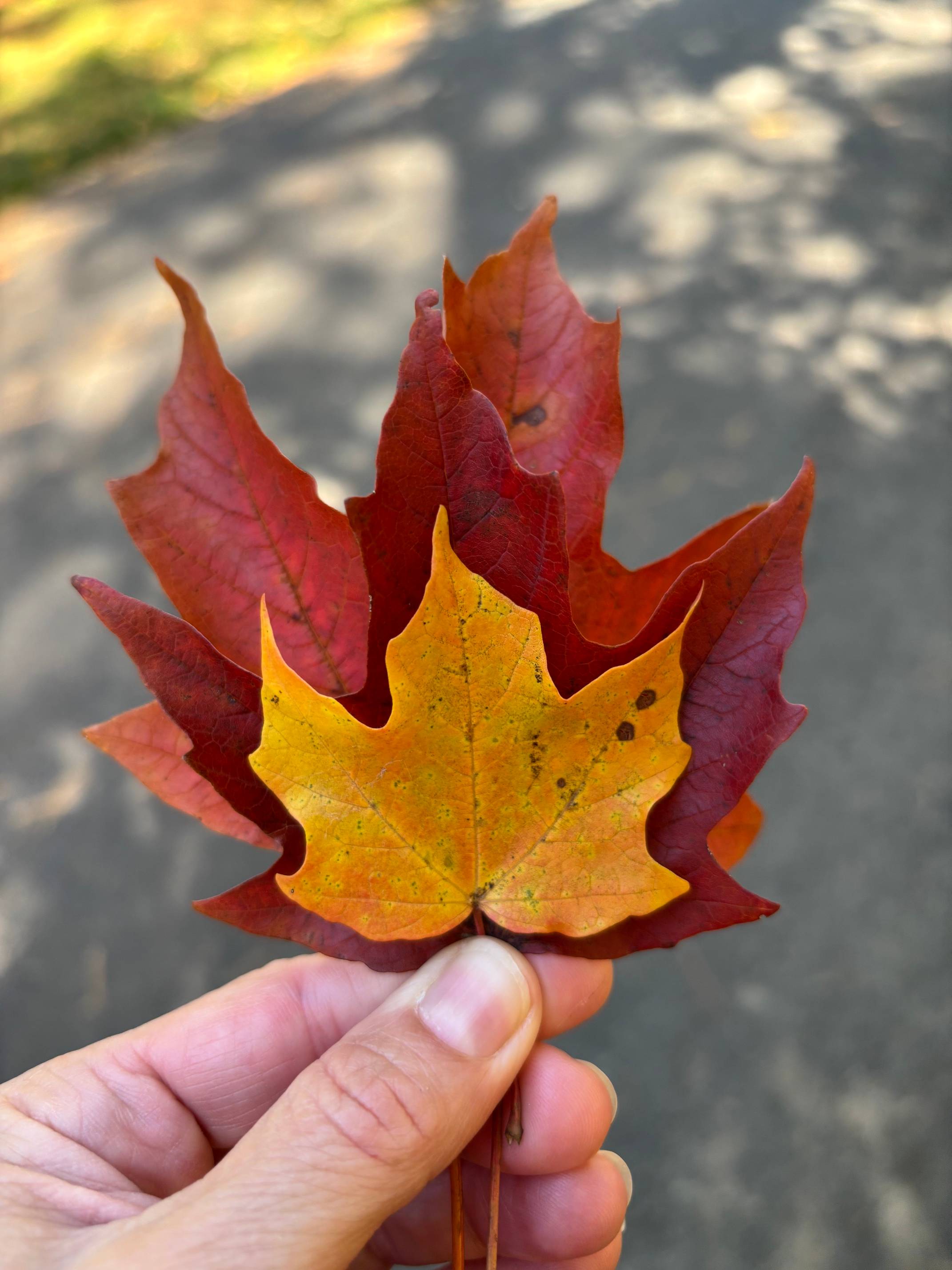 Holding autumn leaves