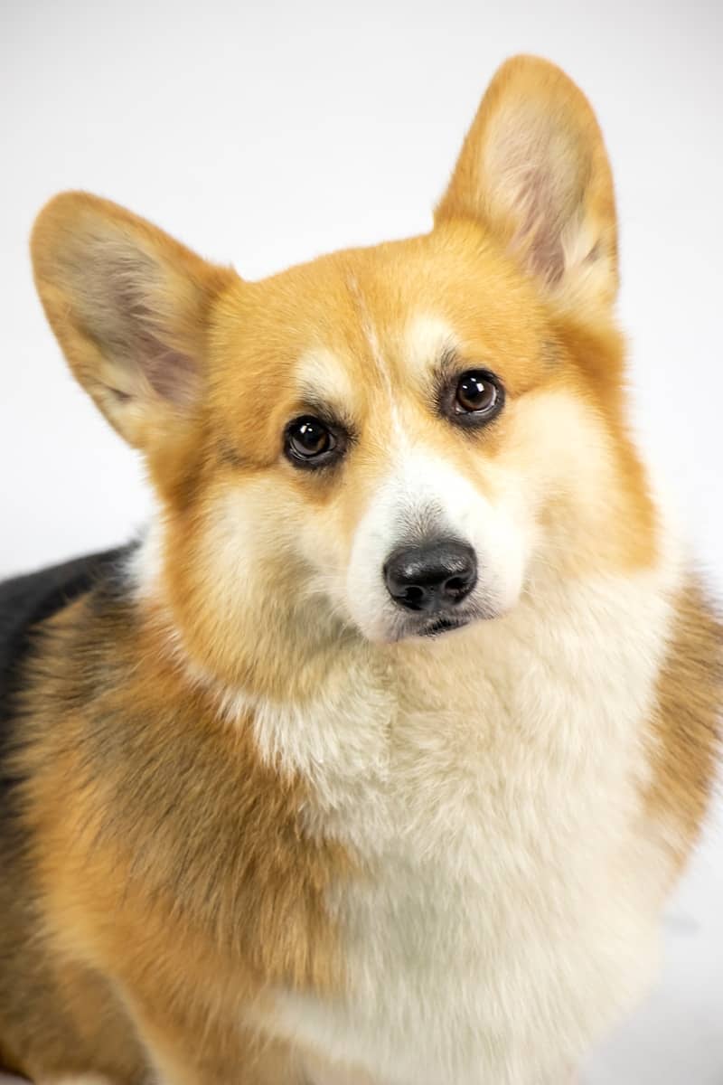 A portrait of a cute pembroke welsh corgi dog.