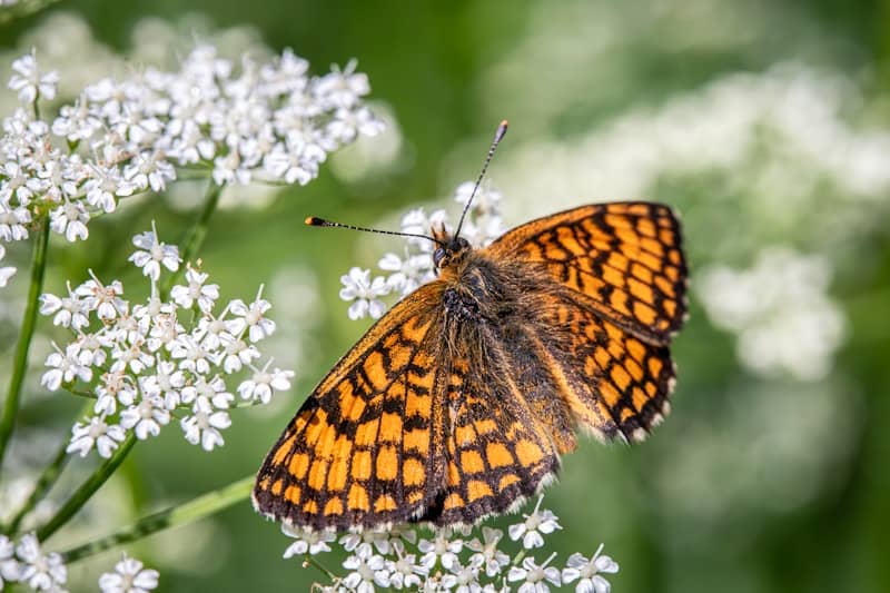 A beautiful butterfly rests on white flowers.
