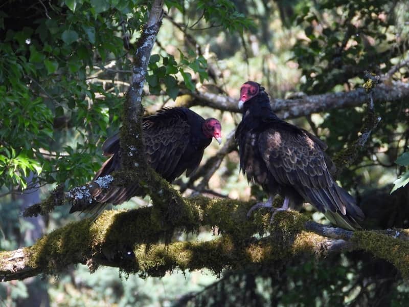 Two turkey vultures perched on a mossy tree branch.